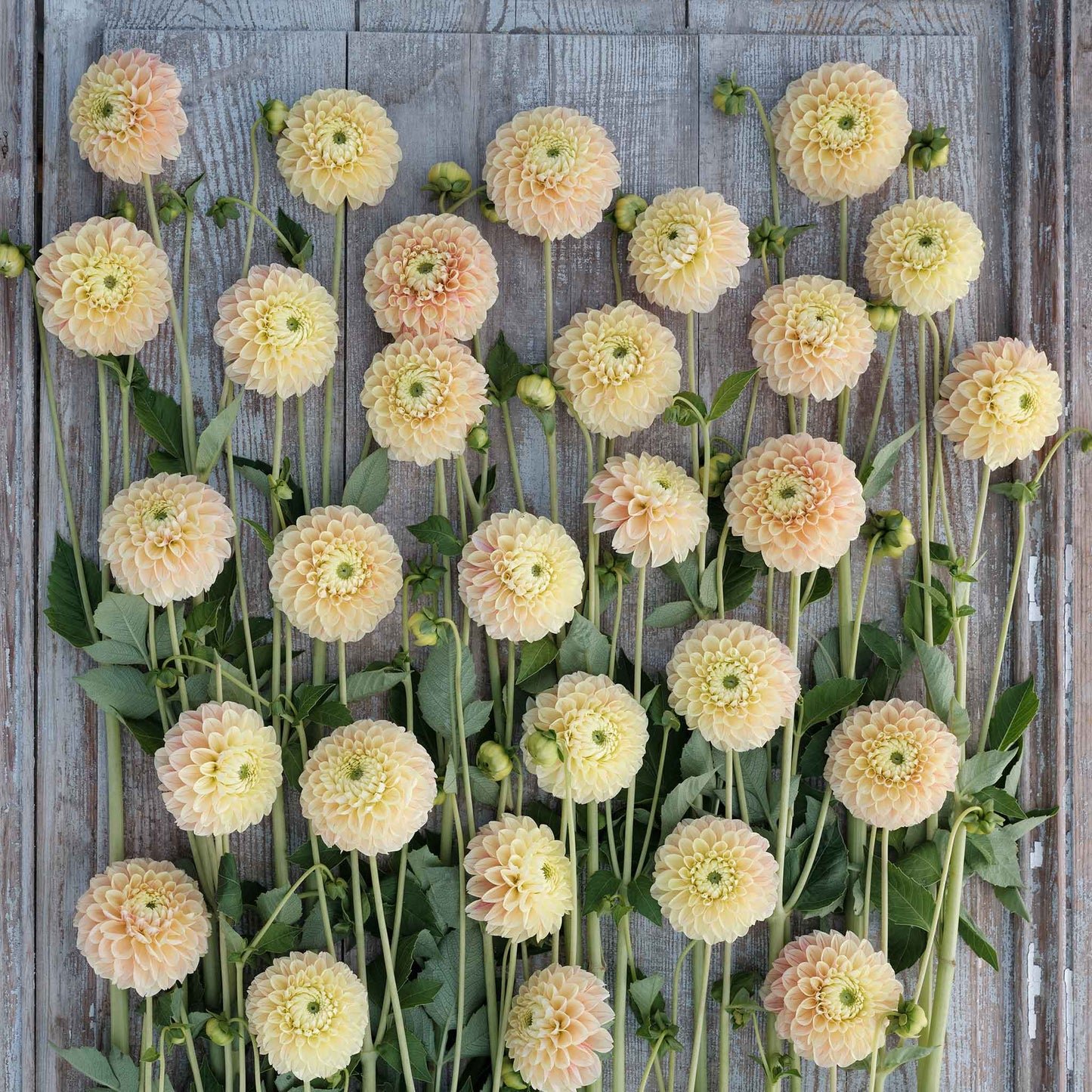 Sweet Suzanne - Dahlia Bulbs (Ball)