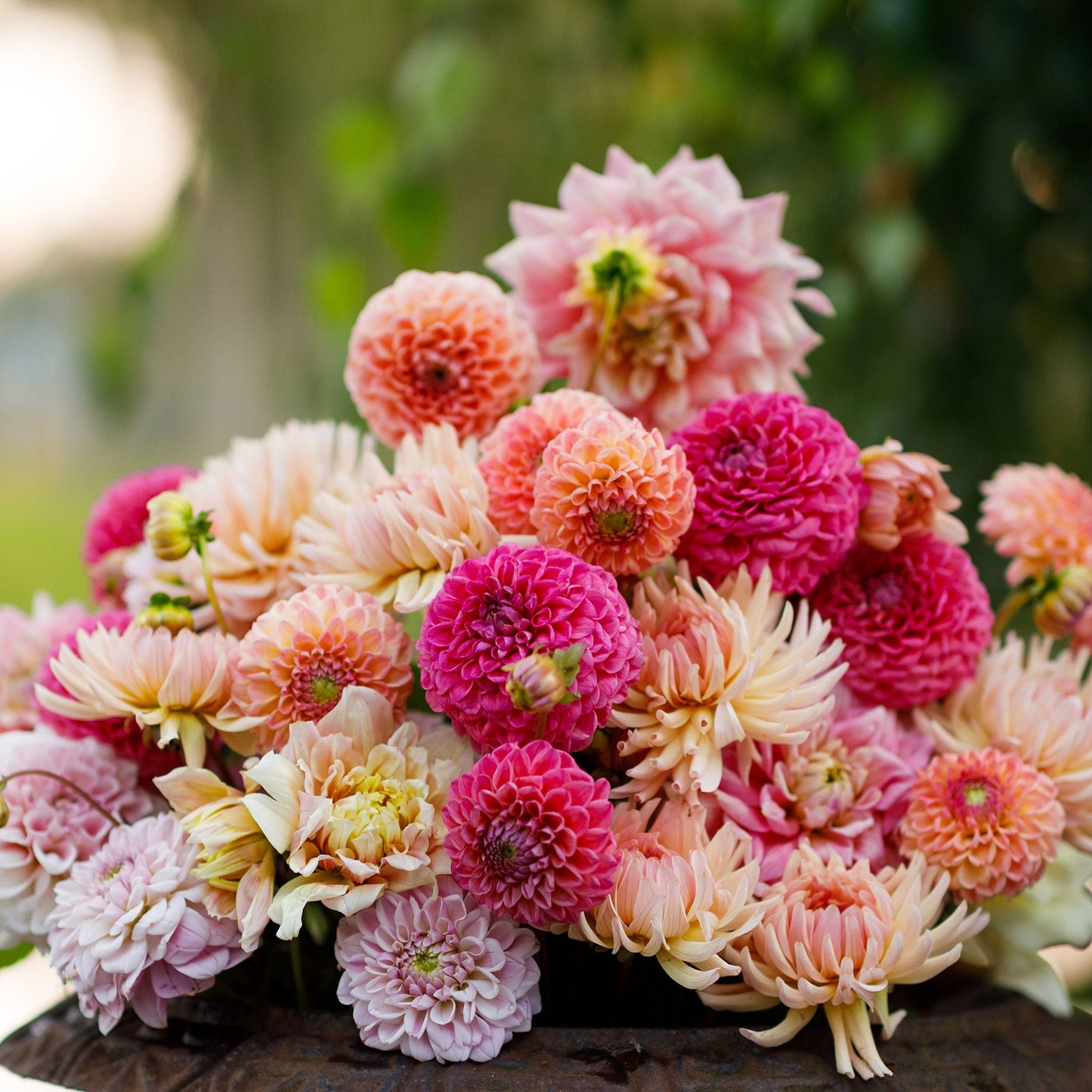 Tender Mix - Dahlia Bulbs
