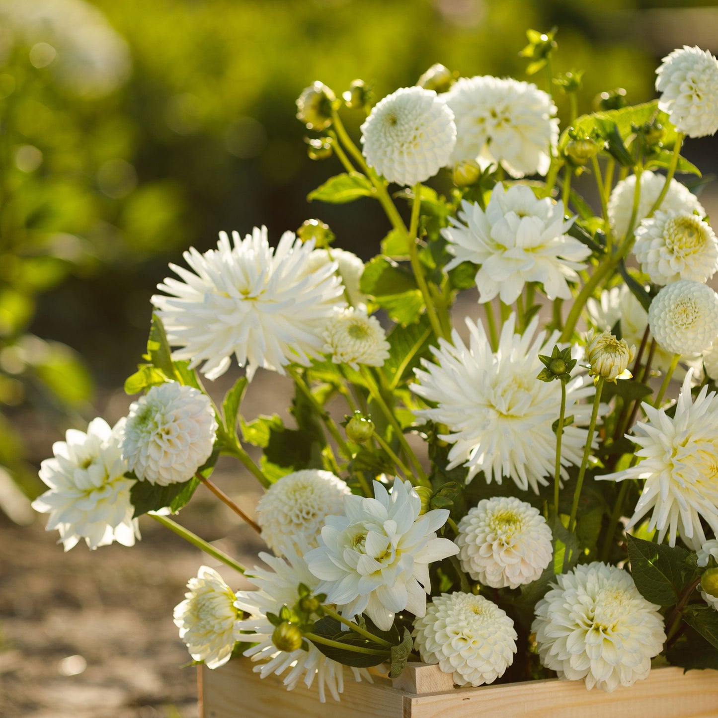 White Mix - Dahlia Bulbs