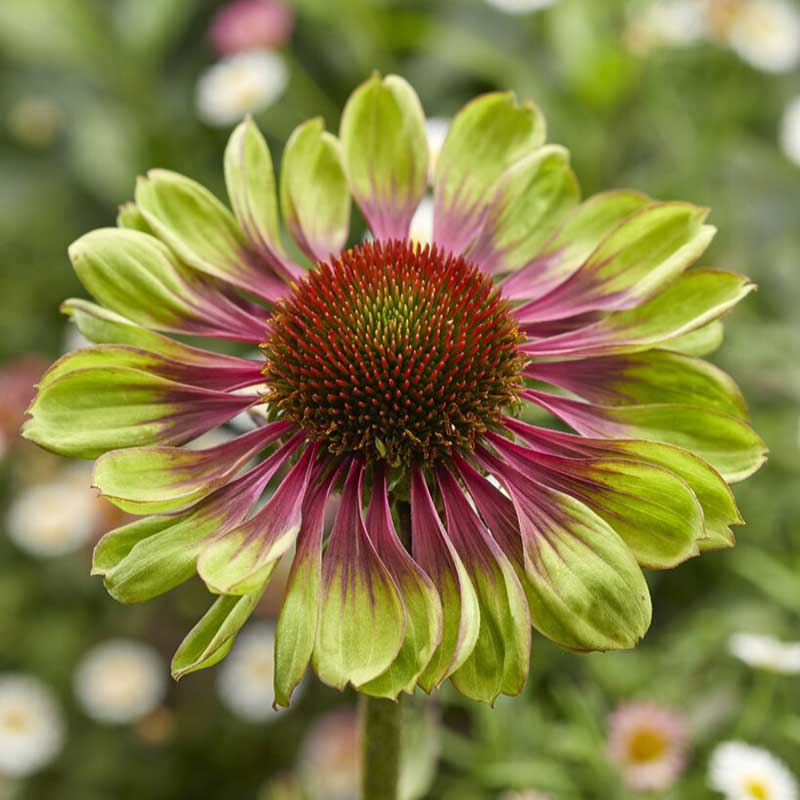 Green Twister - Echinacea Roots
