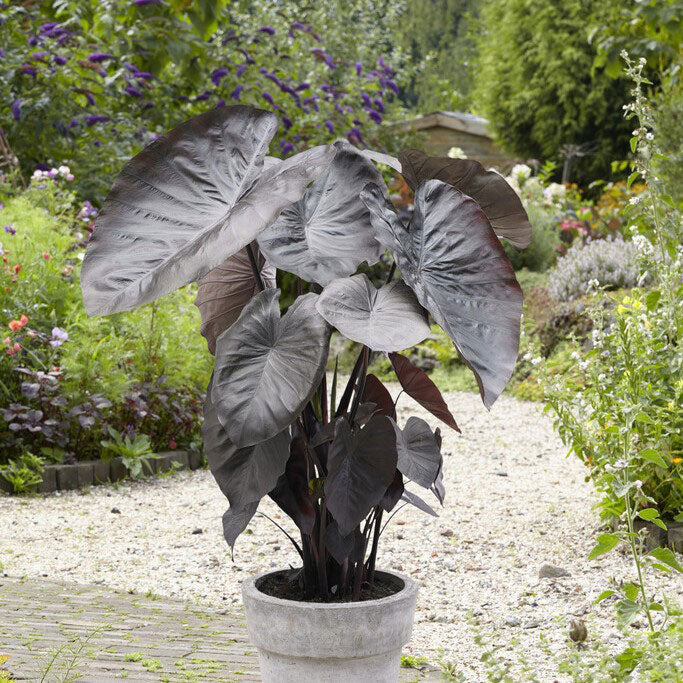 black elephant ears plants Elephant Ear Bulbs - Diamond Head
