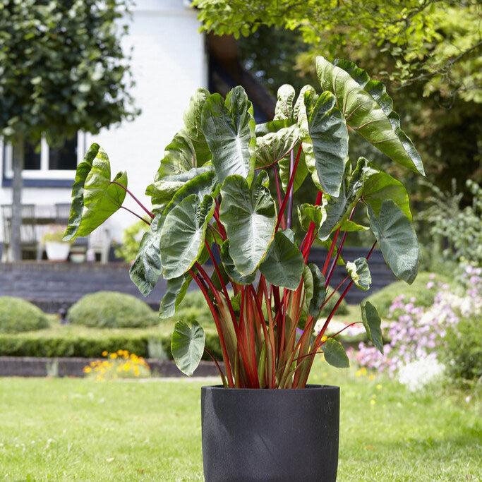hawaiian punch elephant ear plant Hawaiian Punch