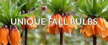 collections unique-fall-bulbs banner