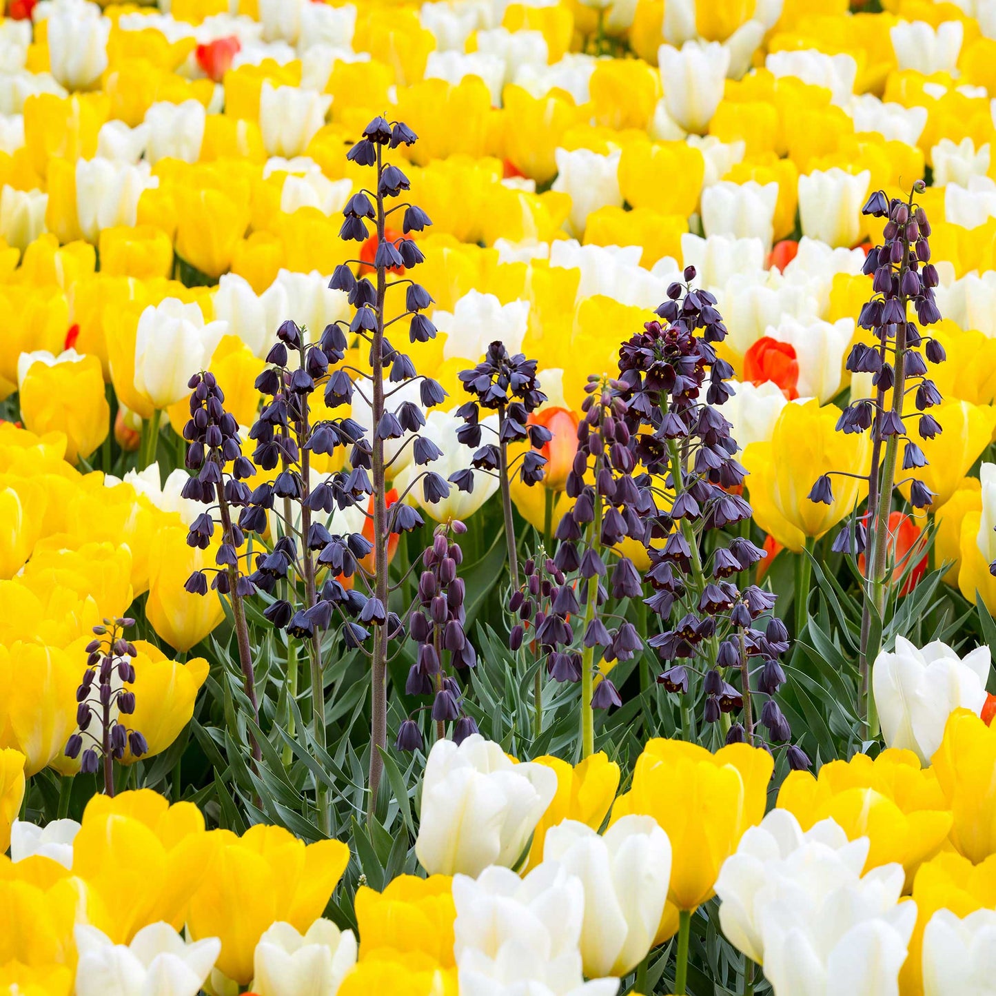 Persica - Fritillaria Bulbs
