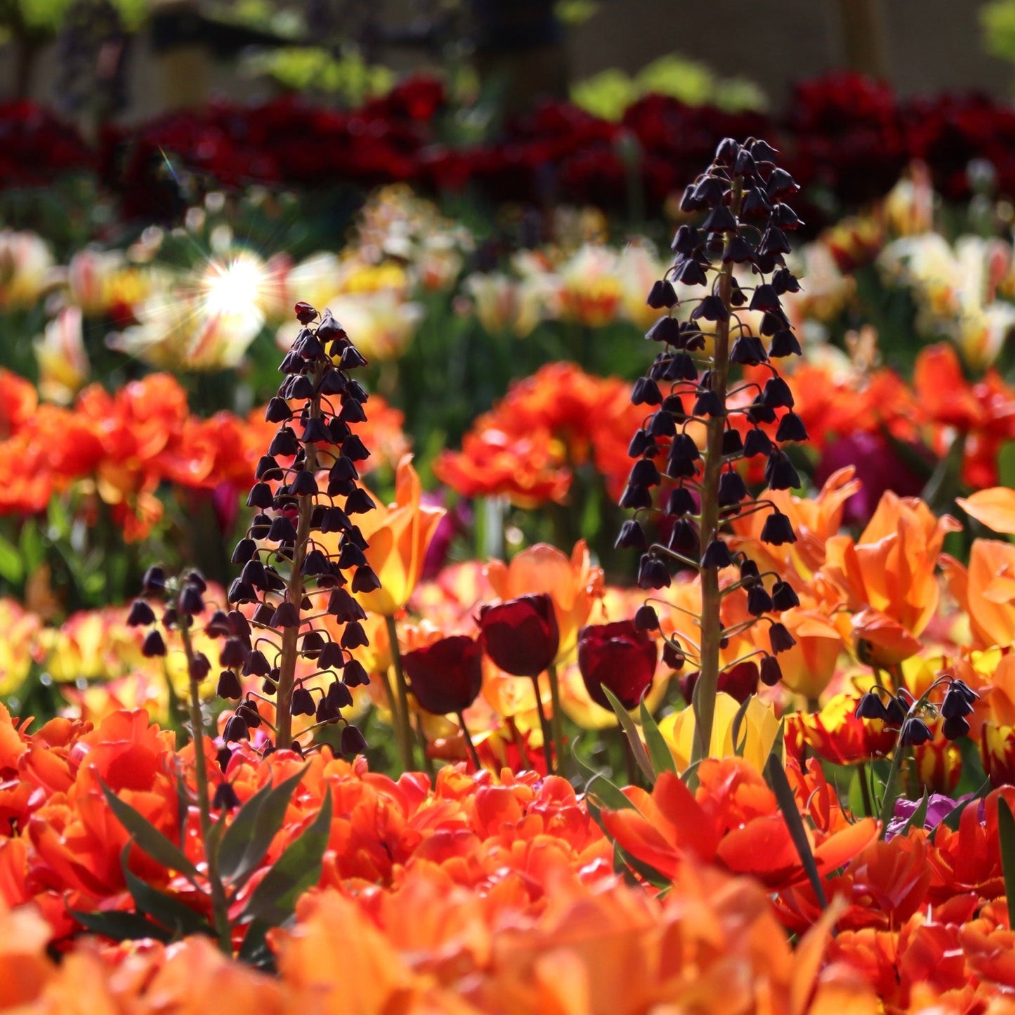 Persica - Fritillaria Bulbs