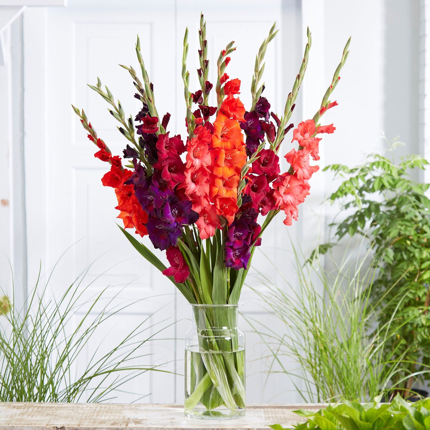 Passion Mix - Gladiolus Bulbs
