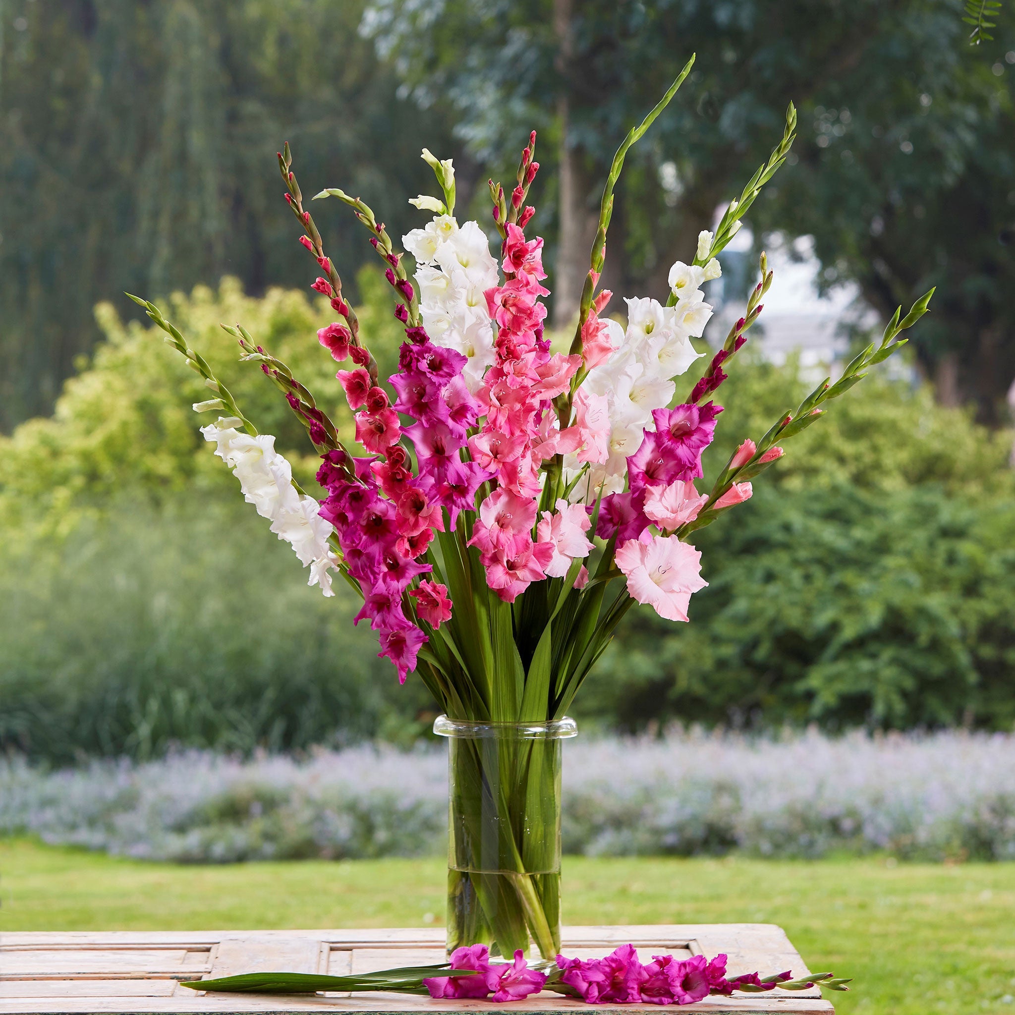 sword lily flower Romantic Mix