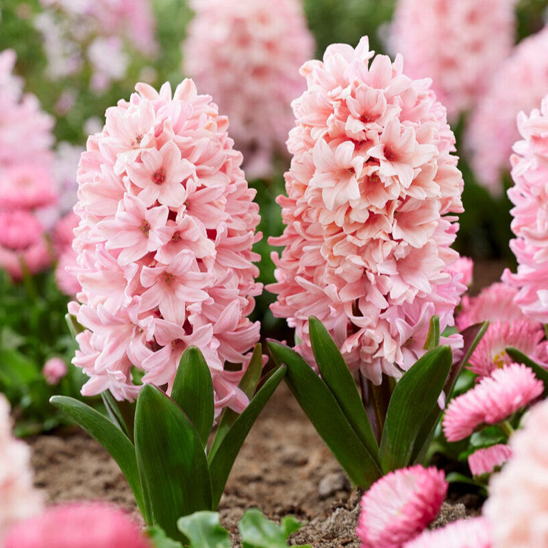 Apricot Passion - Hyacinth Bulbs