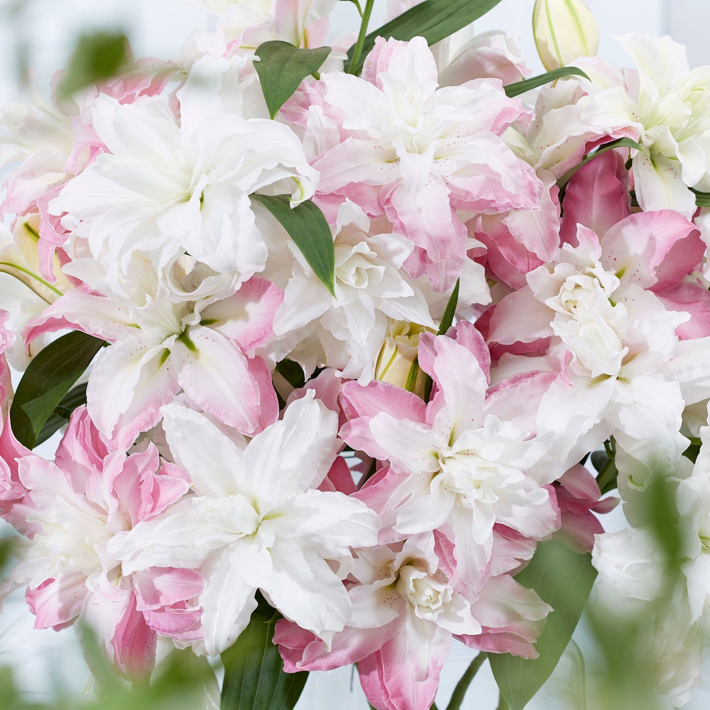 Romantic Mix - Lily Bulbs (Double)