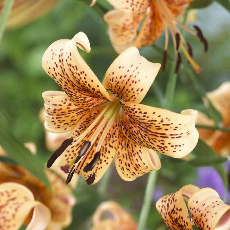 plant tiger lily bulbs Lily Bulbs - Tiger Babies | Flower Bulbs
