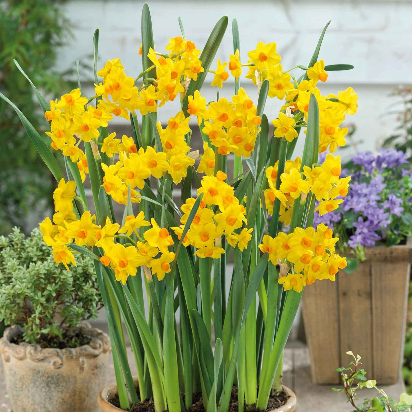 Grand Soleil D'Or - Paperwhite Bulbs