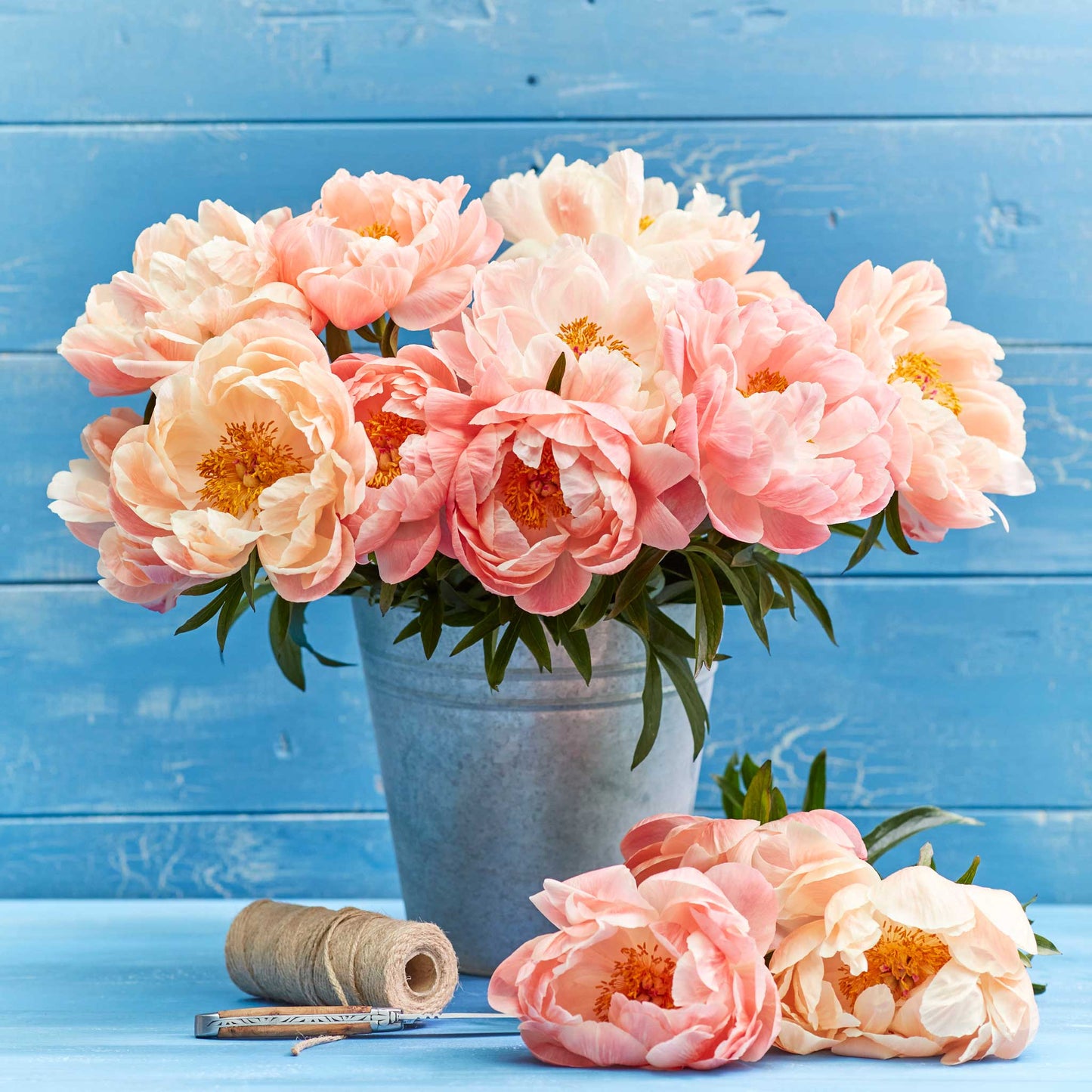 Coral Sunset - Peony Bulbs