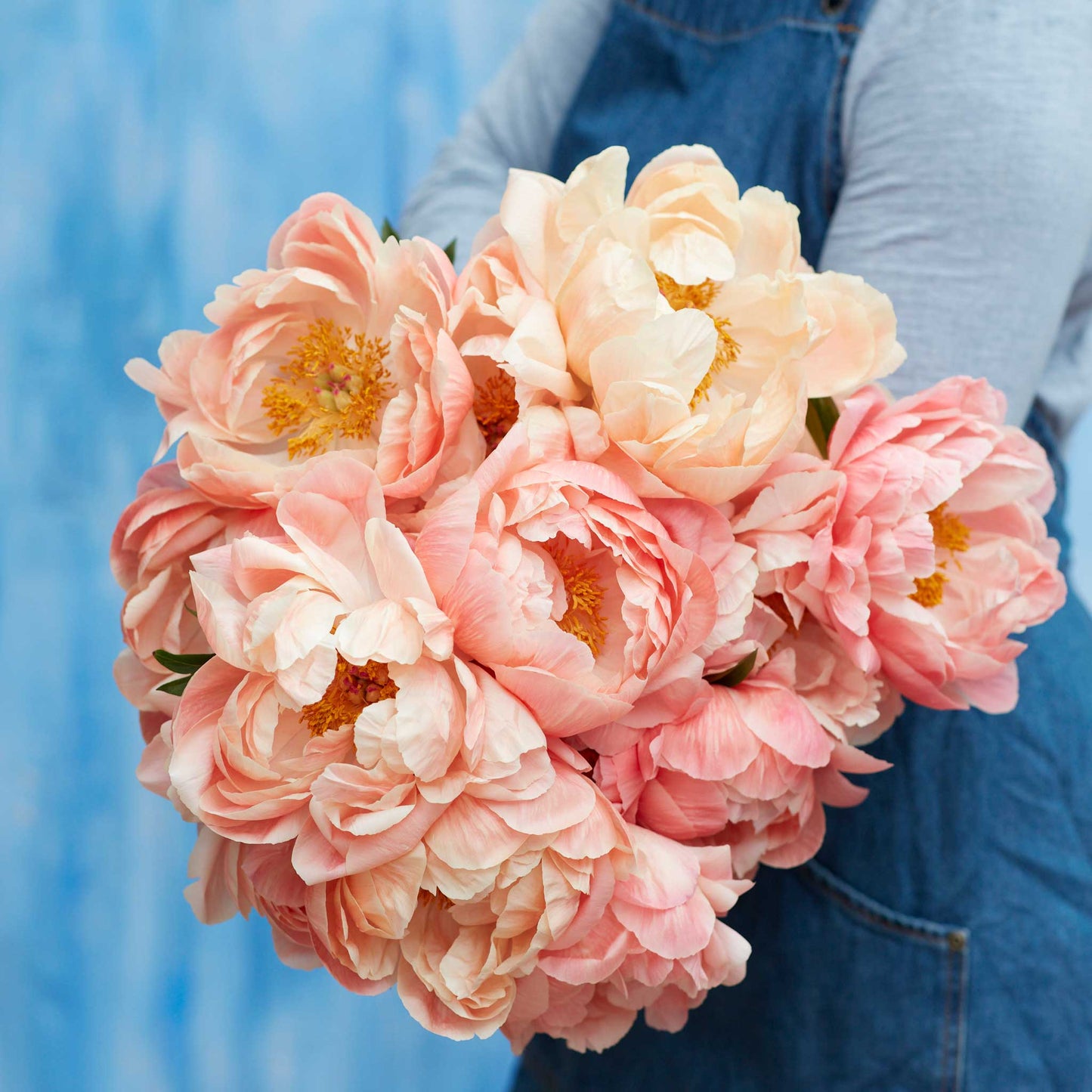 Coral Sunset - Peony Bulbs