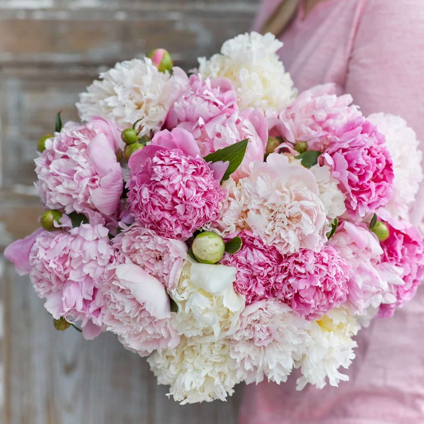 Fluffy Pink Mix - Peony Bulbs