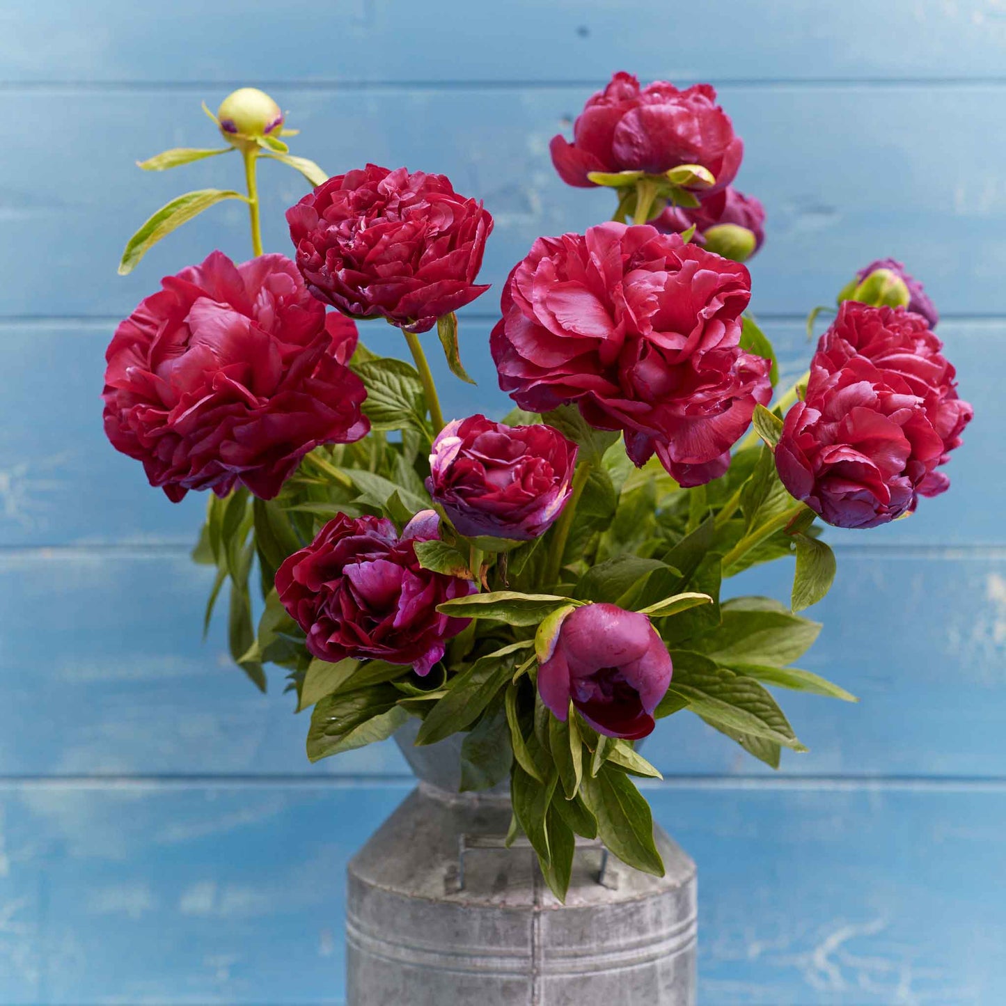 Old Faithful - Peony Roots