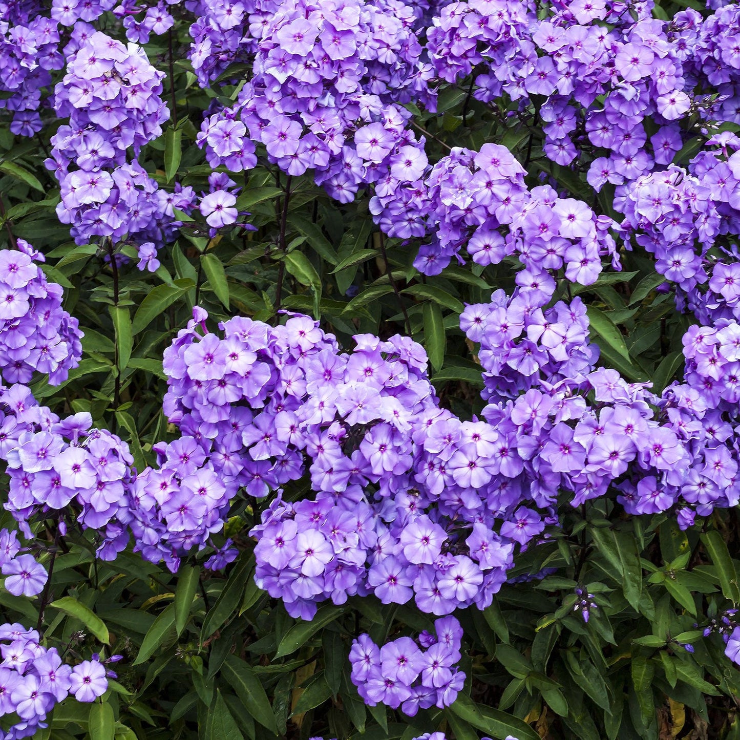 Blue Paradise - Phlox Roots