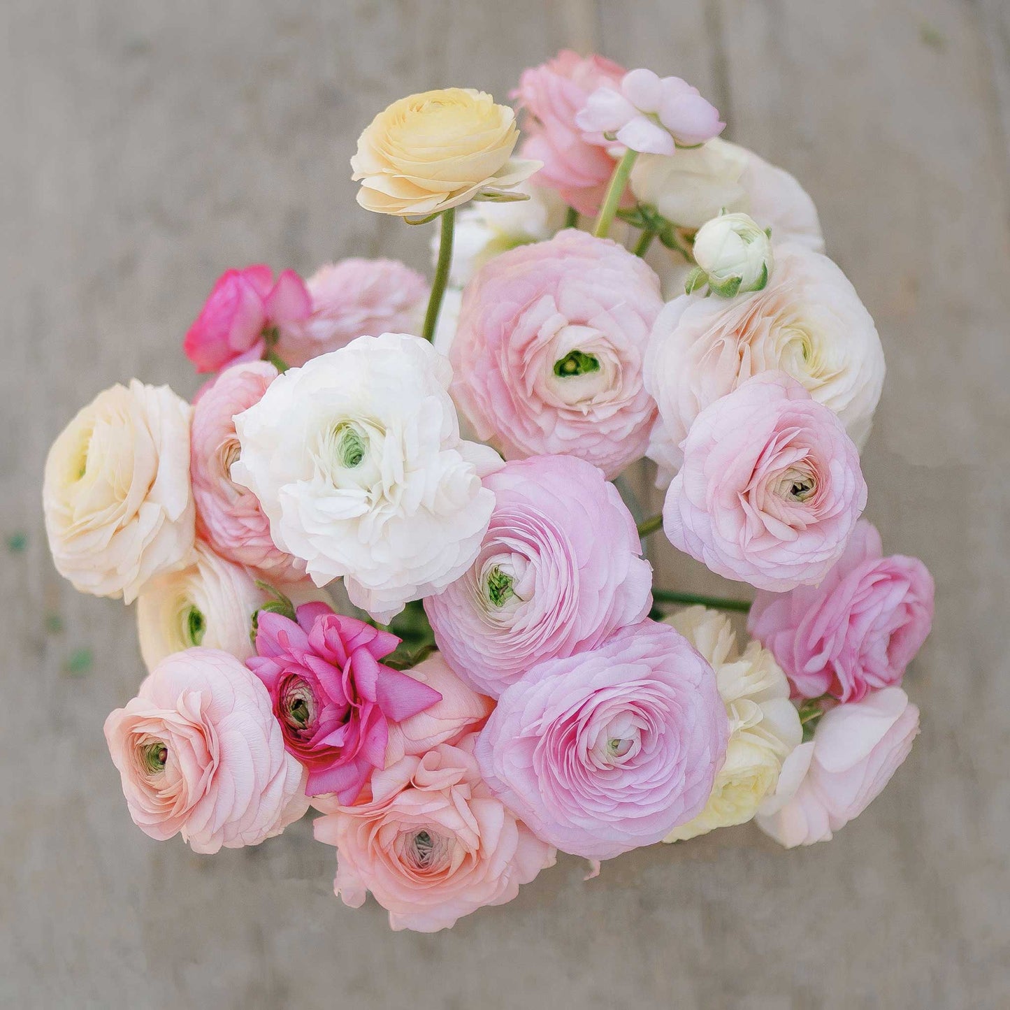 Bridal Bouquet Mix - Ranunculus Bulbs