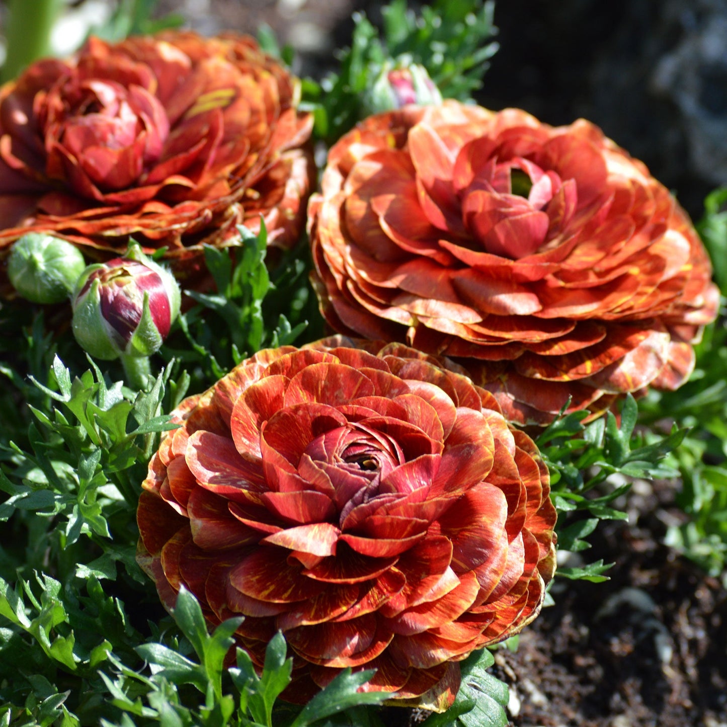 Cafe - Ranunculus Bulbs