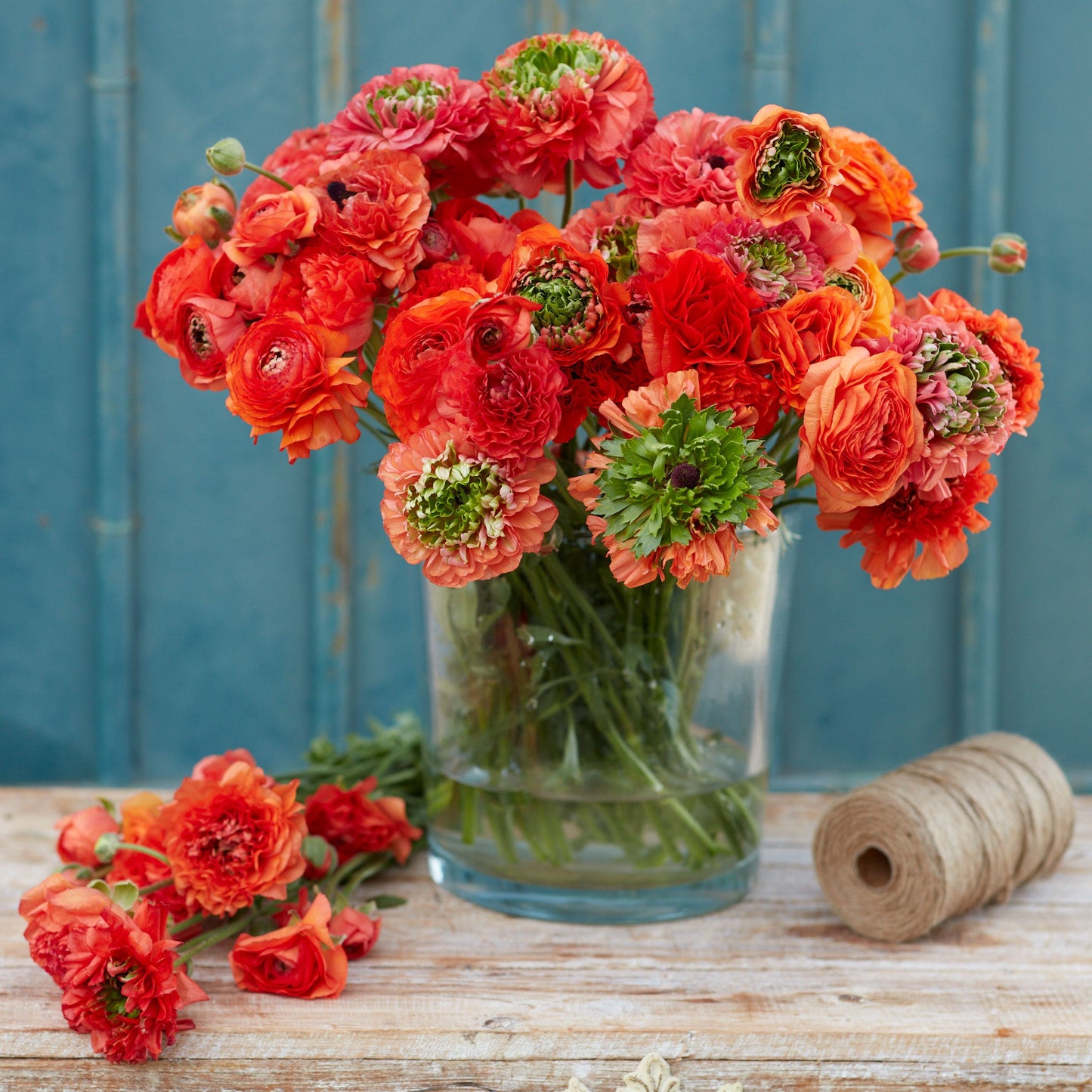 Super Green Orange - Ranunculus Bulbs