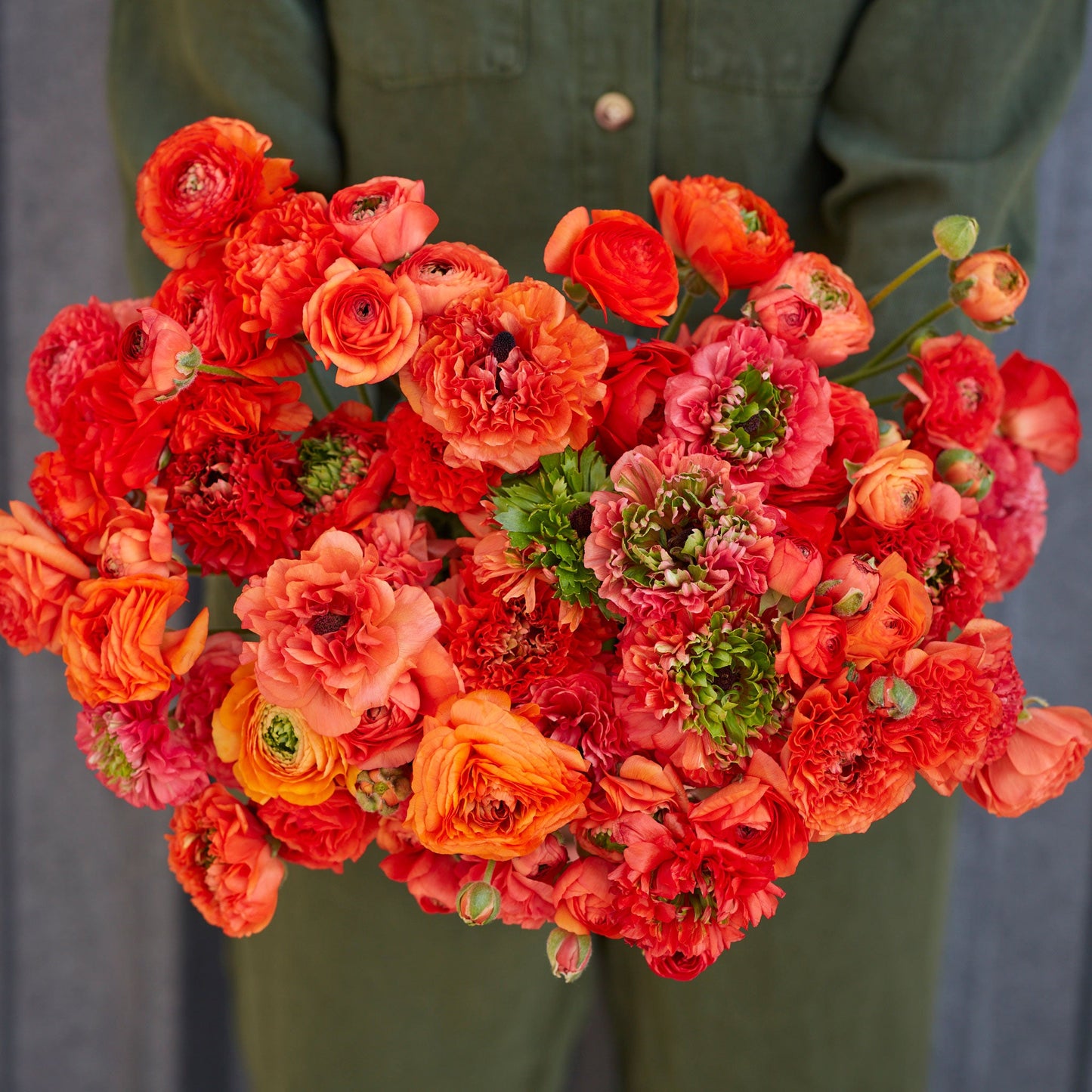 Super Green Orange - Ranunculus Bulbs