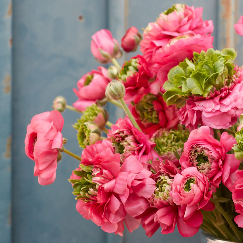 Super Green Rose - Ranunculus Bulbs
