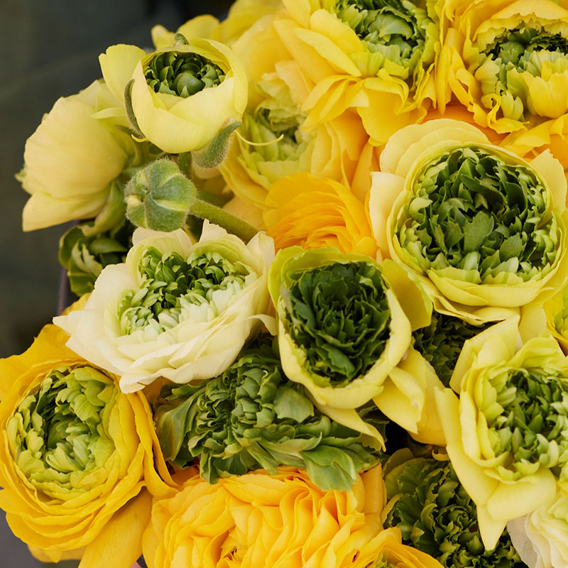 Super Green Yellow - Ranunculus Bulbs