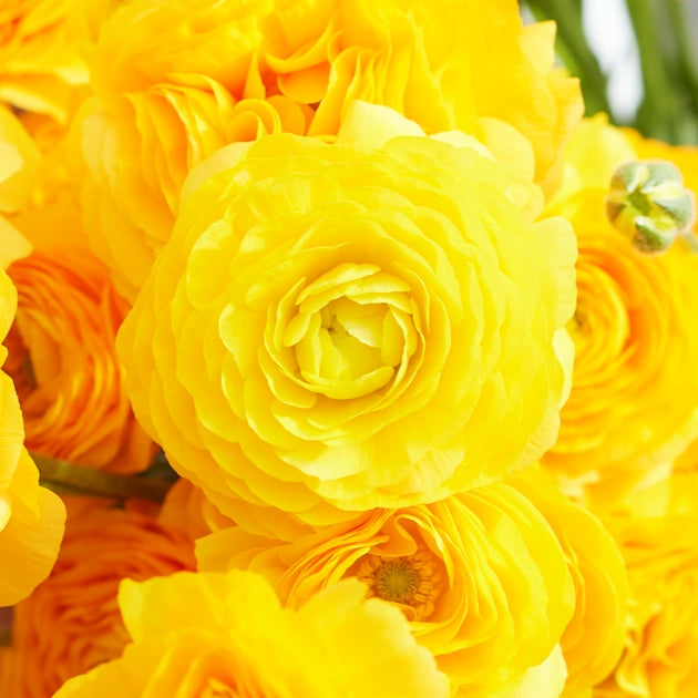 Yellow - Ranunculus Bulbs