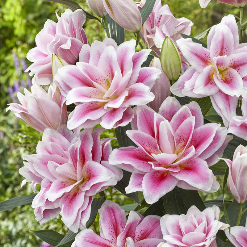 Mikaela - Roselily Bulbs