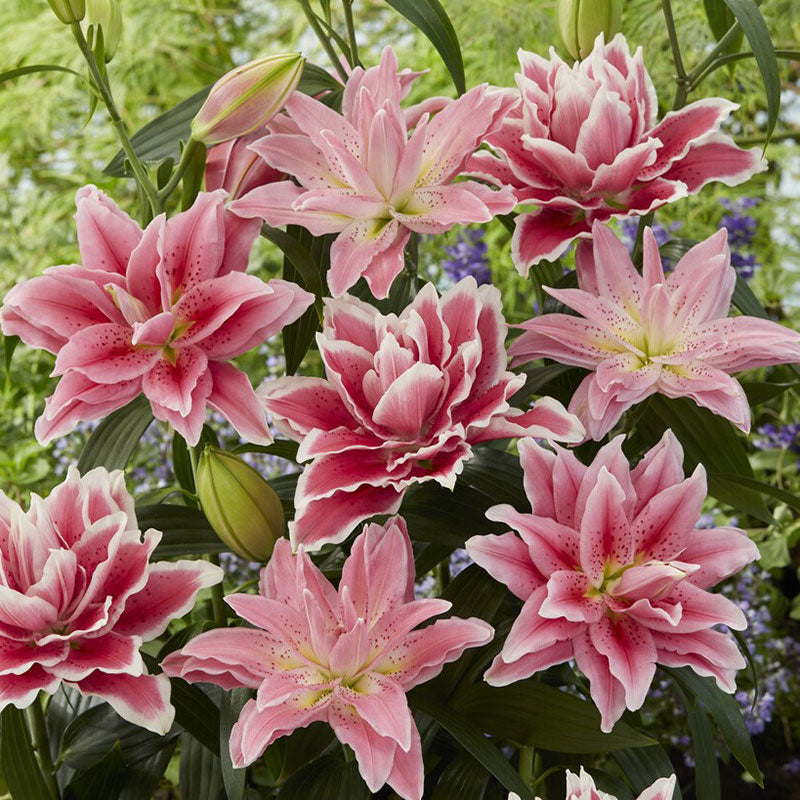 lily rose flower Pink Mix - Roselily Bulbs | Flower Bulbs