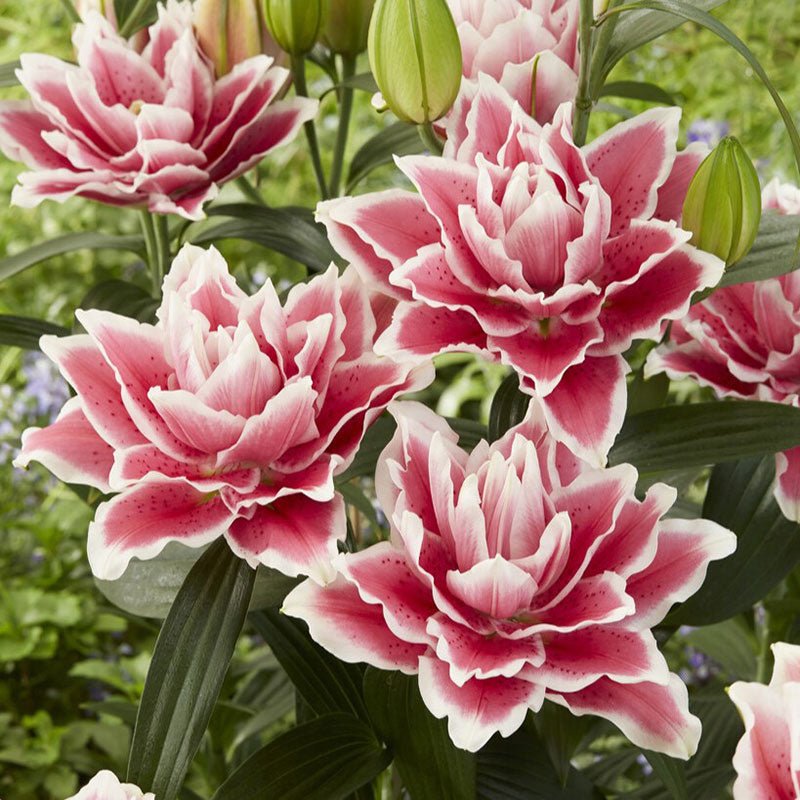 Samantha - Roselily Bulbs