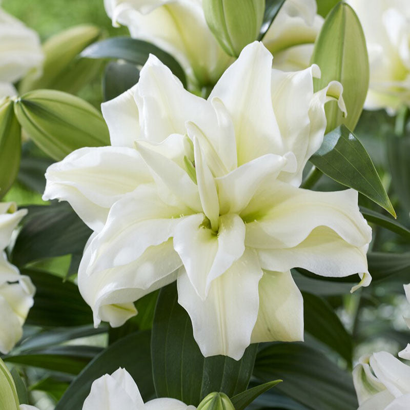 white rose lily Zeta - Roselily Bulbs | Flower Bulbs