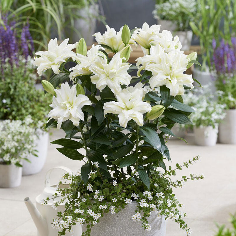 Zeta - Roselily Bulbs