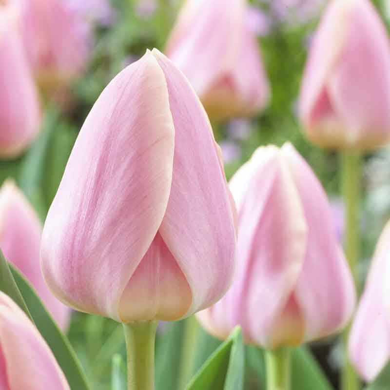 Apricot Delight - Tulip Bulbs (Darwin Hybrid)