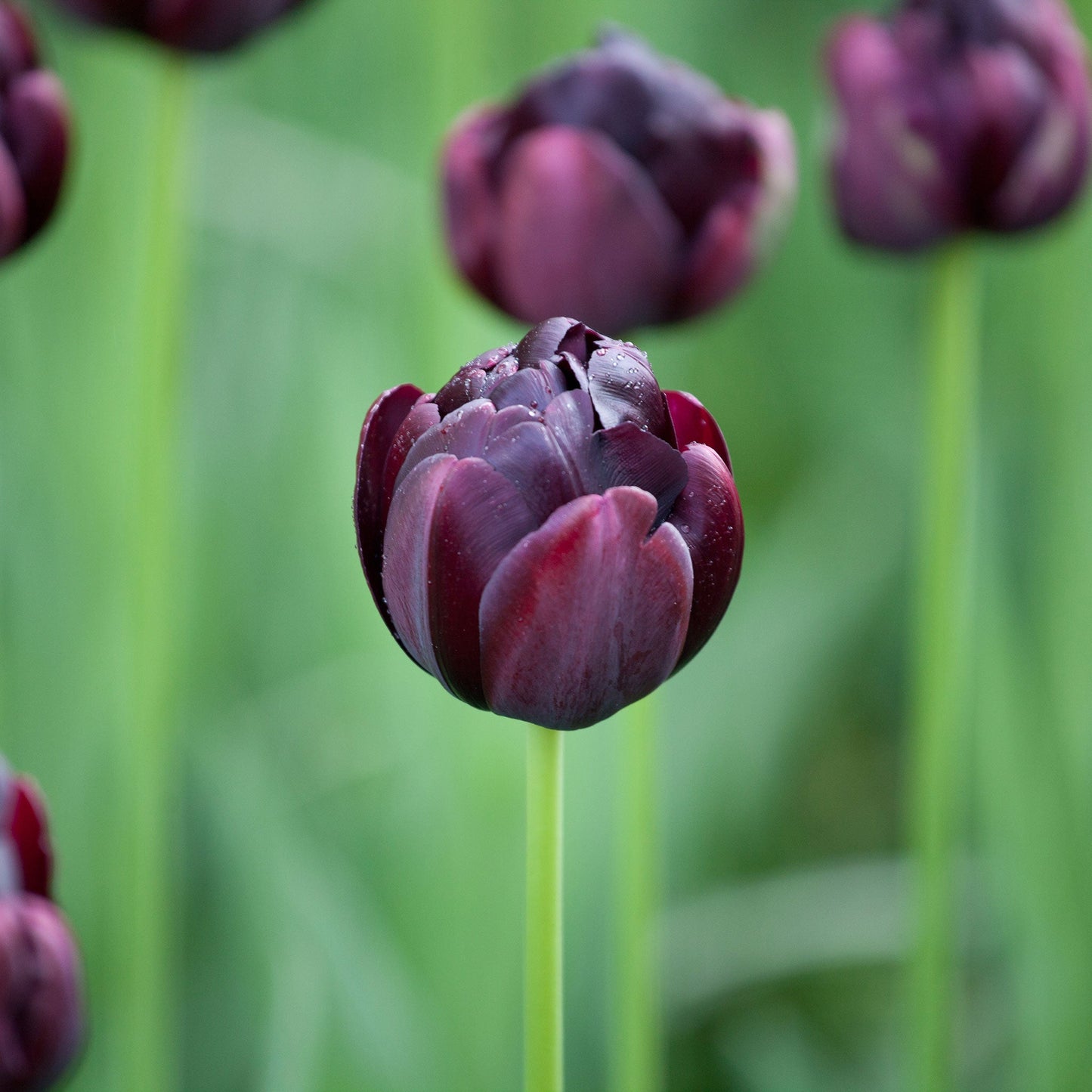Black Hero - Tulip Bulbs (Double)