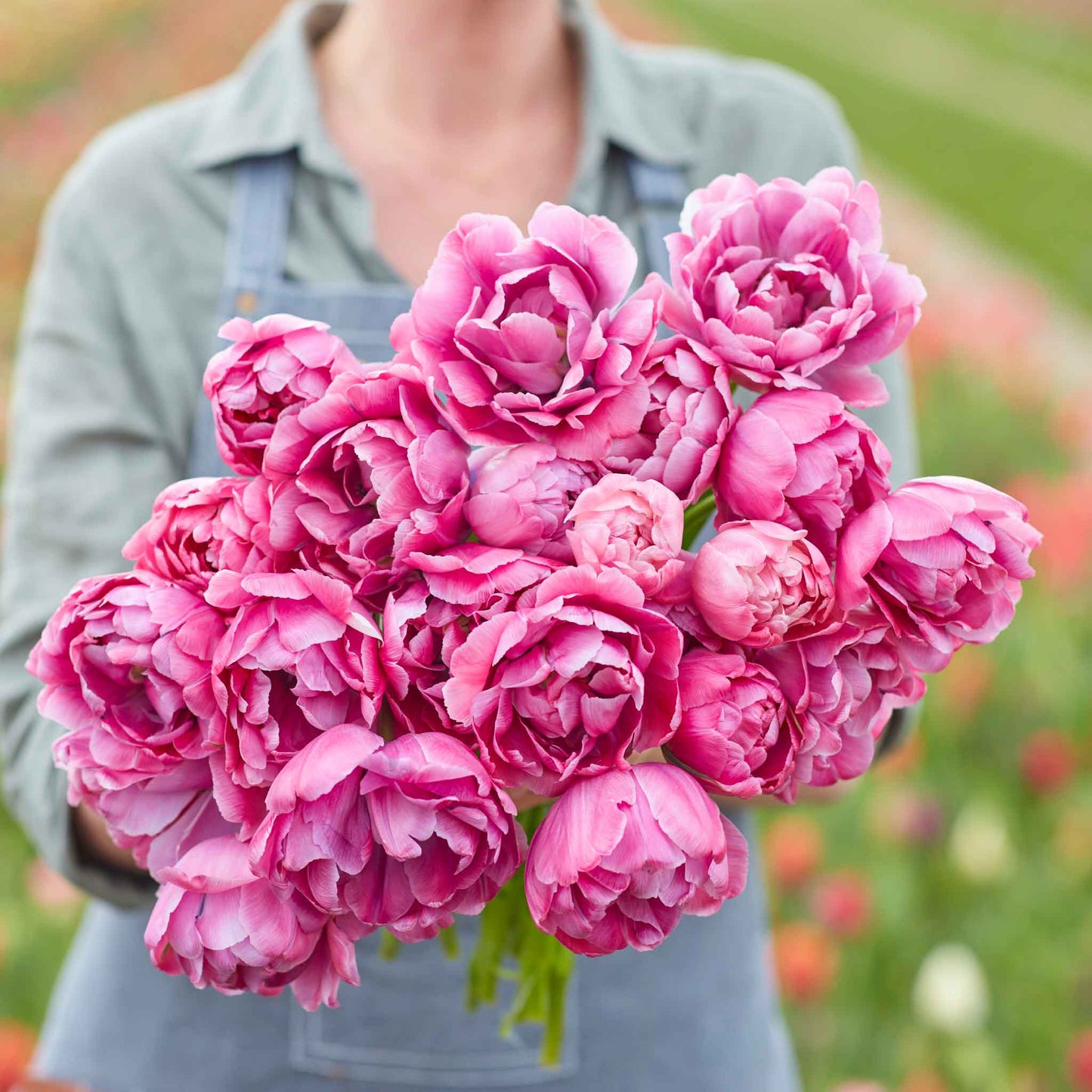 Blue Diamond - Tulip Bulbs