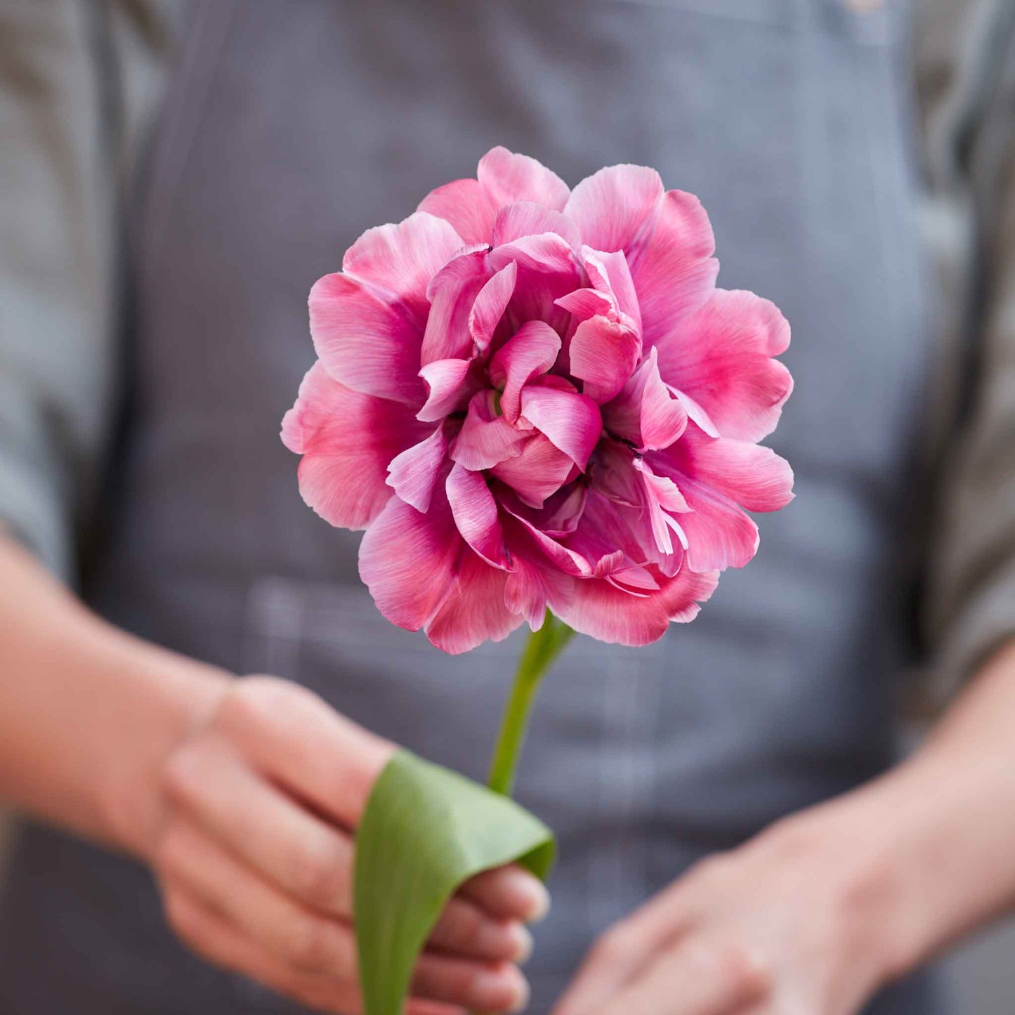 Blue Diamond - Tulip Bulbs