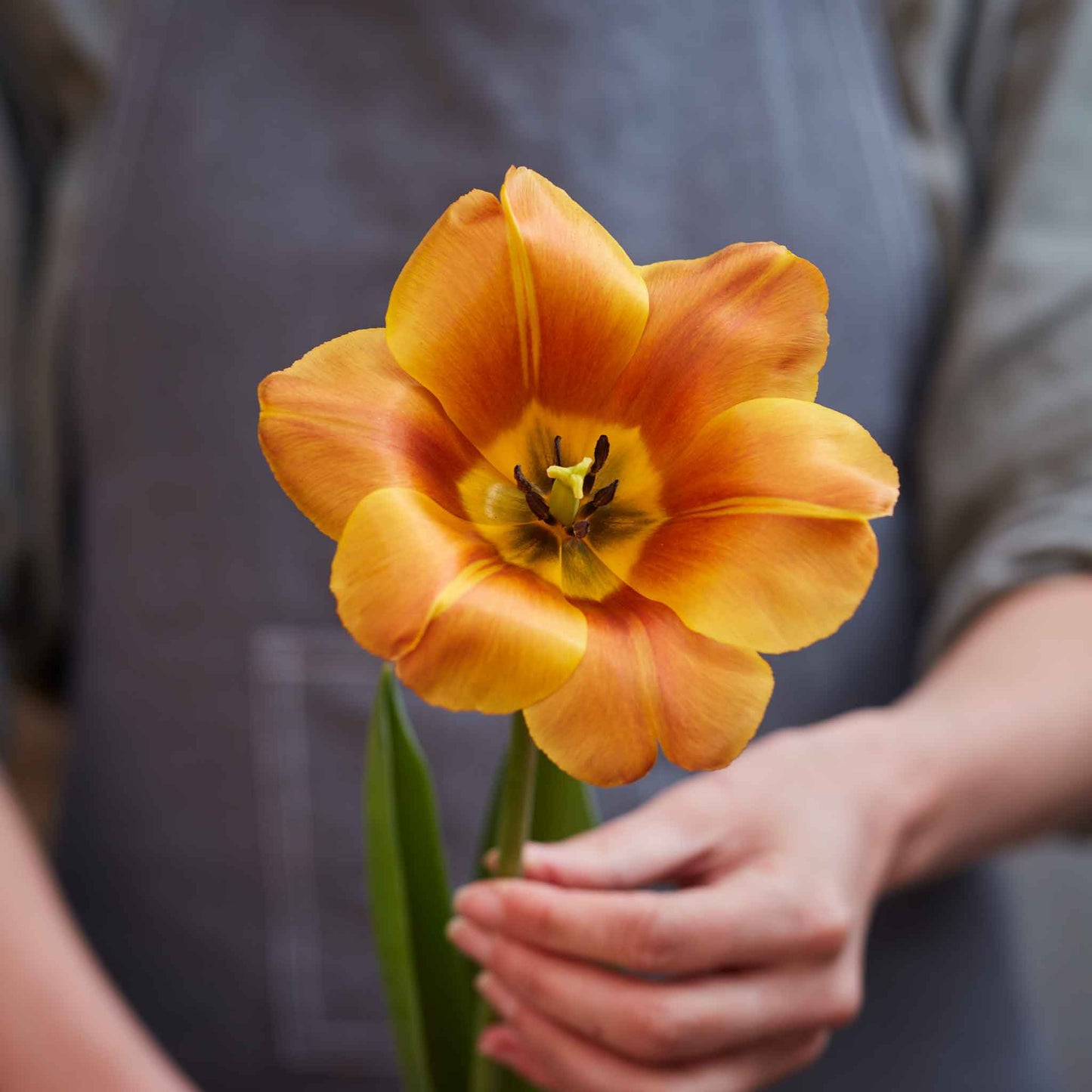 Brown Sugar - Tulip Bulbs