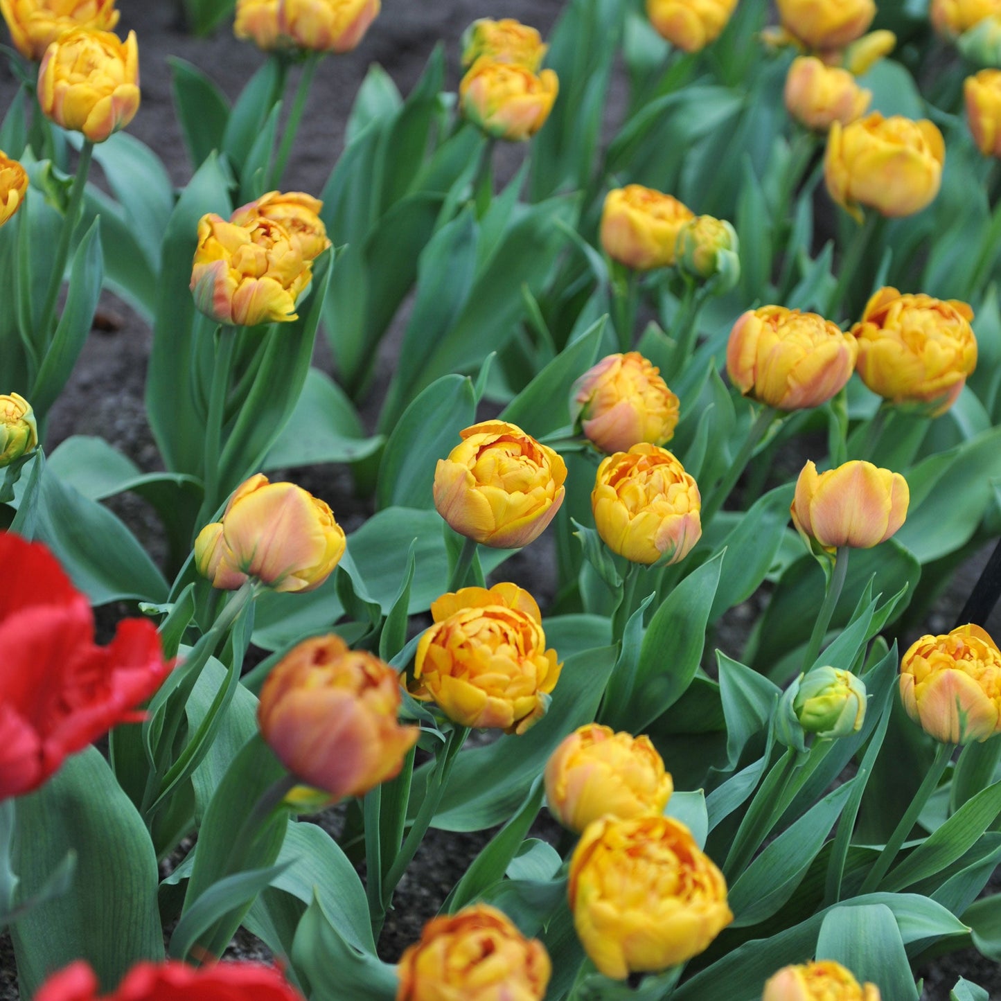 Brownie - Tulip Bulbs (Double Late)