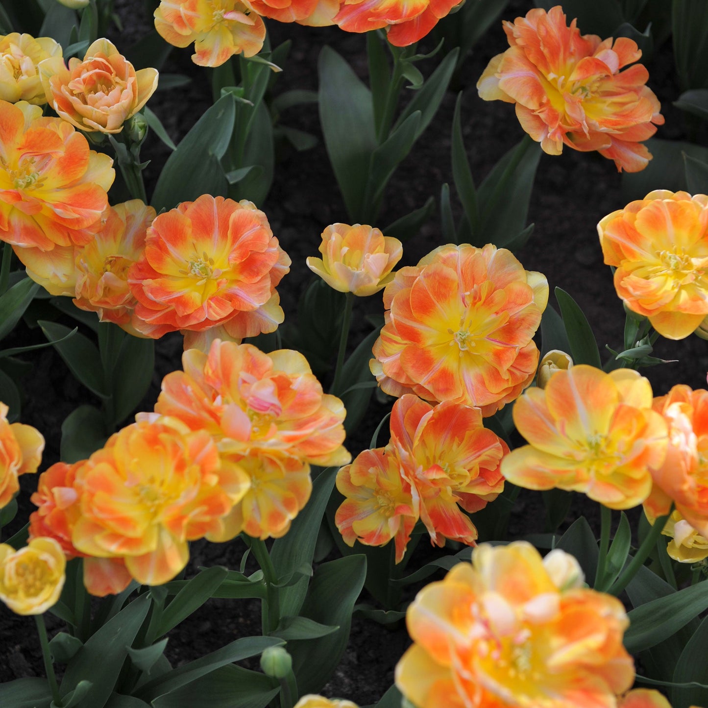 Charming Beauty - Tulip Bulbs (Double Late)