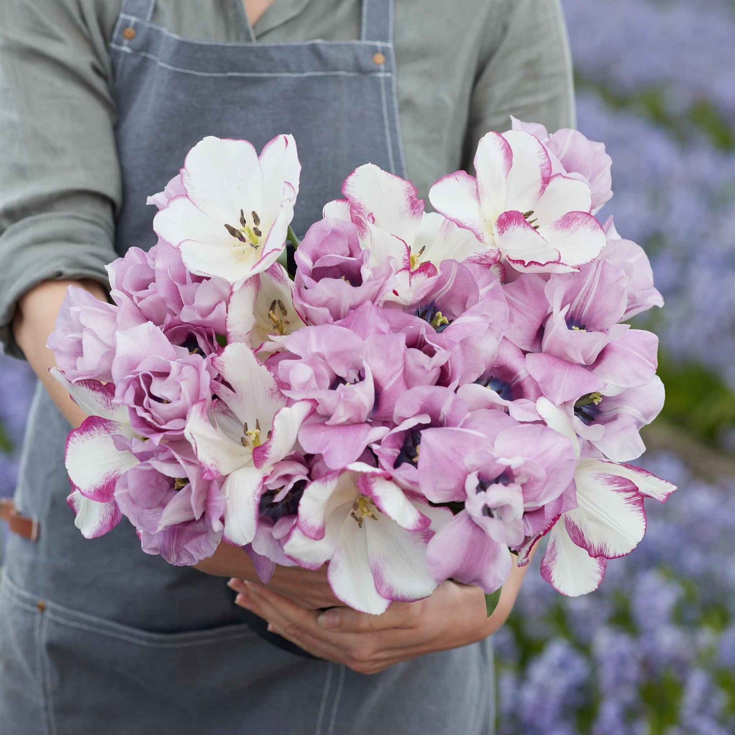 Claire's Mix - Tulip Bulbs
