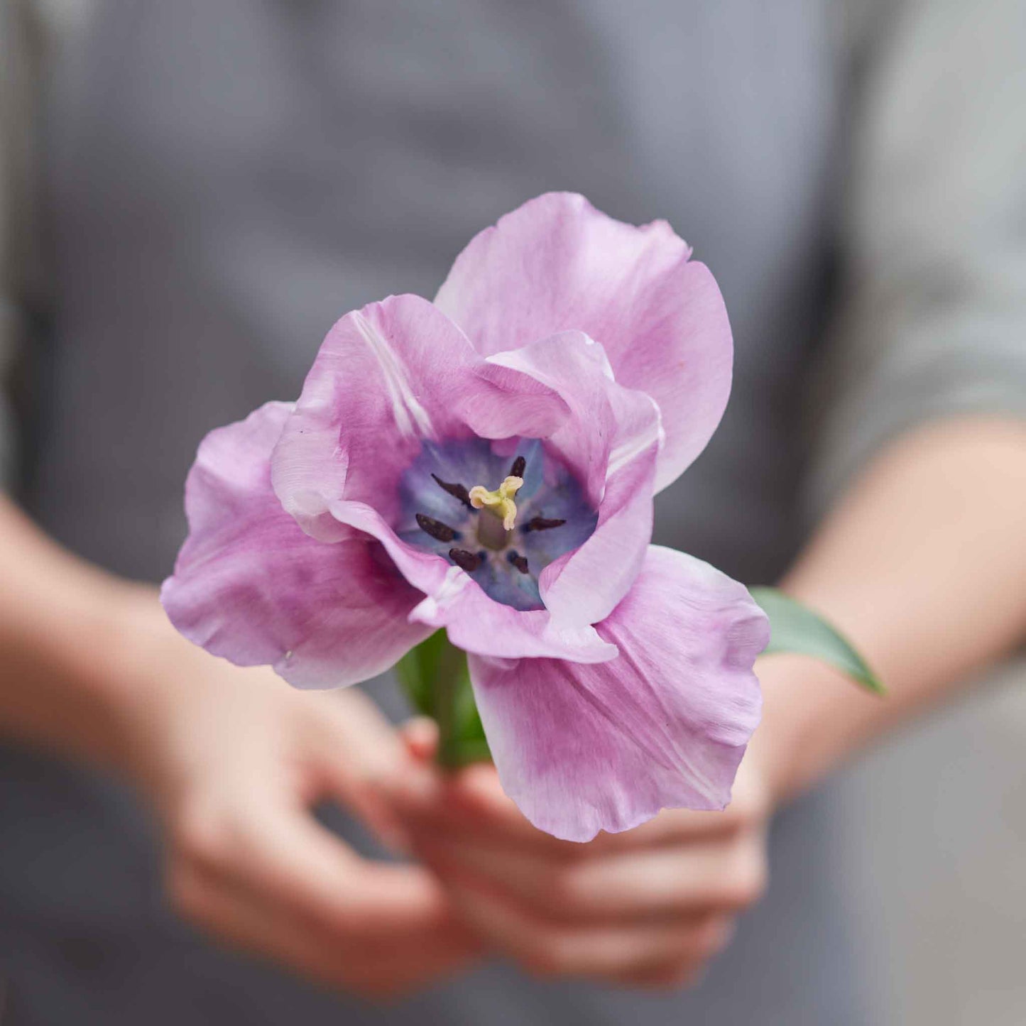 Claire's Mix - Tulip Bulbs