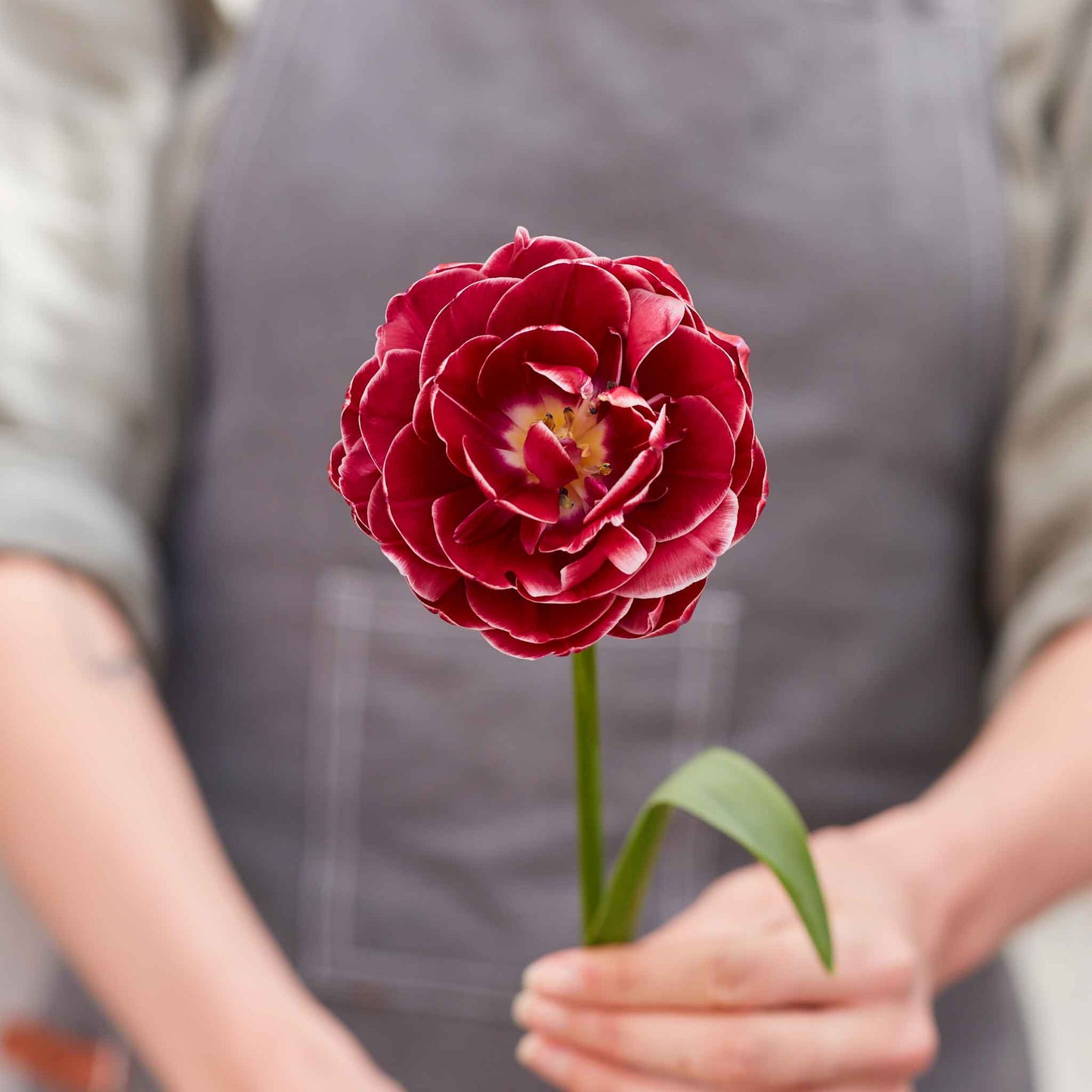 Dream Touch - Tulip Bulbs (Double Late)