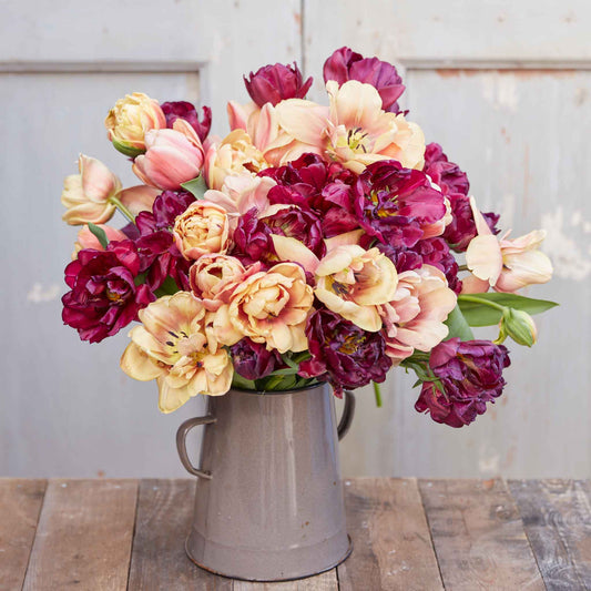 French Quarter Mix - Tulip Bulbs