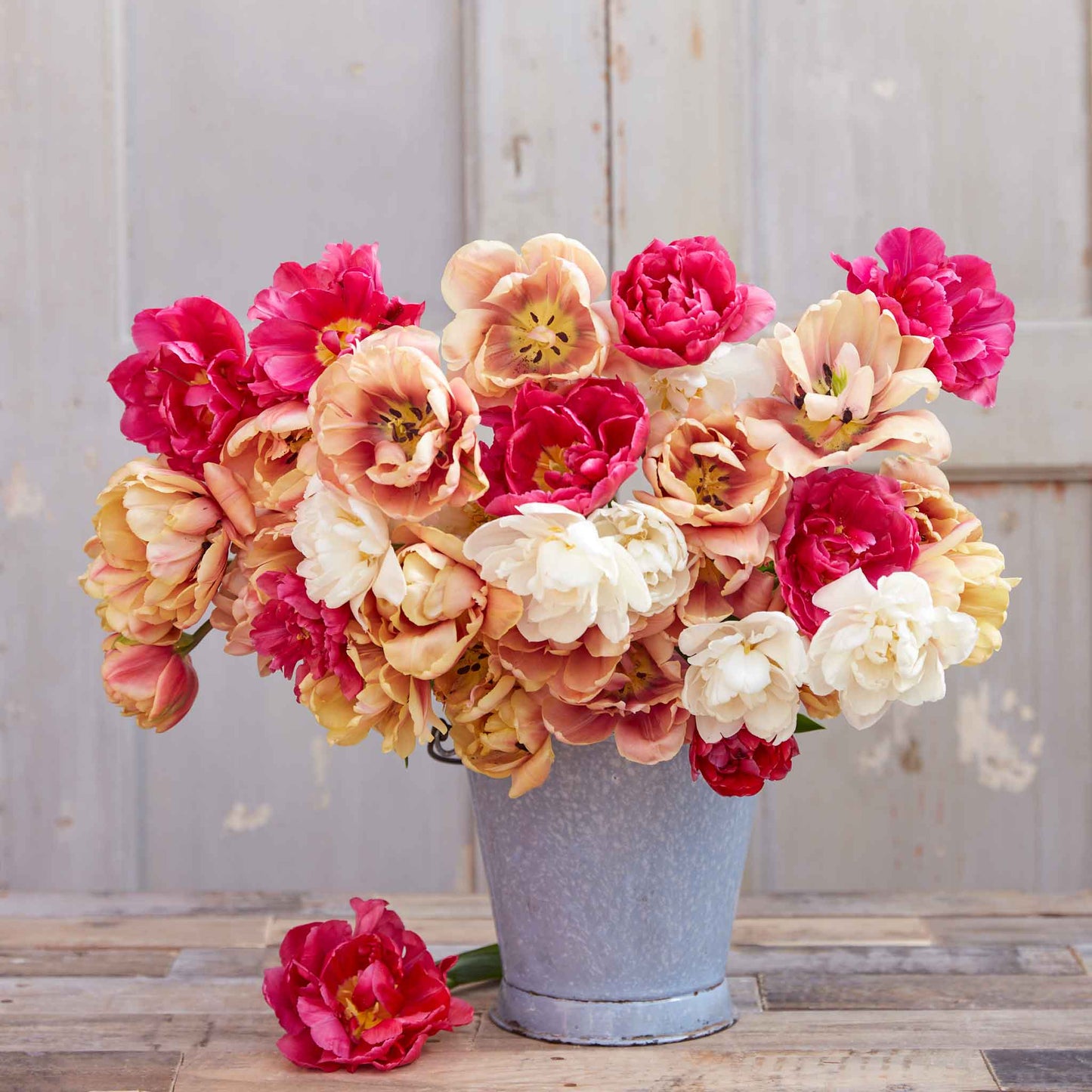 Garden Party Mix - Tulip Bulbs