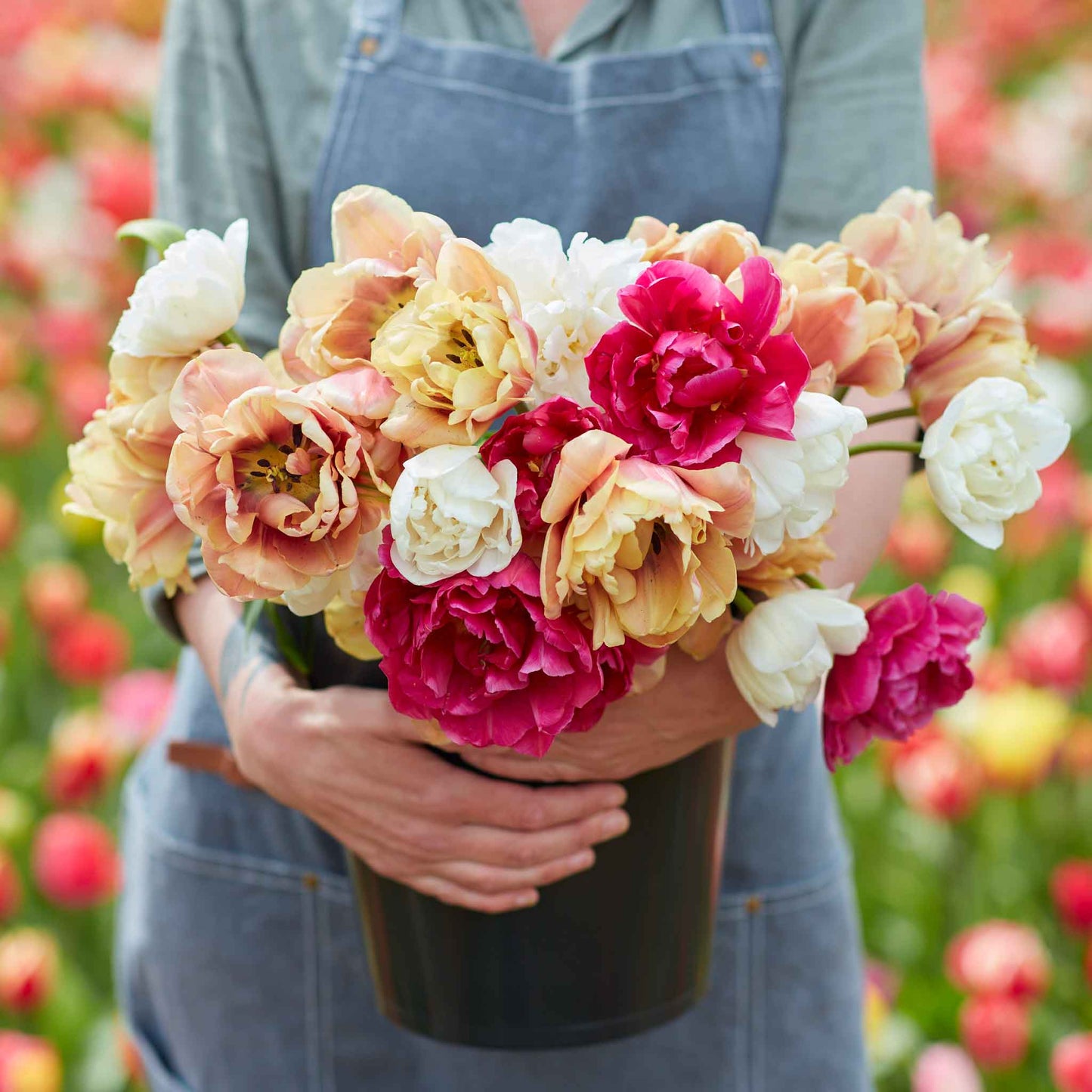 Garden Party Mix - Tulip Bulbs