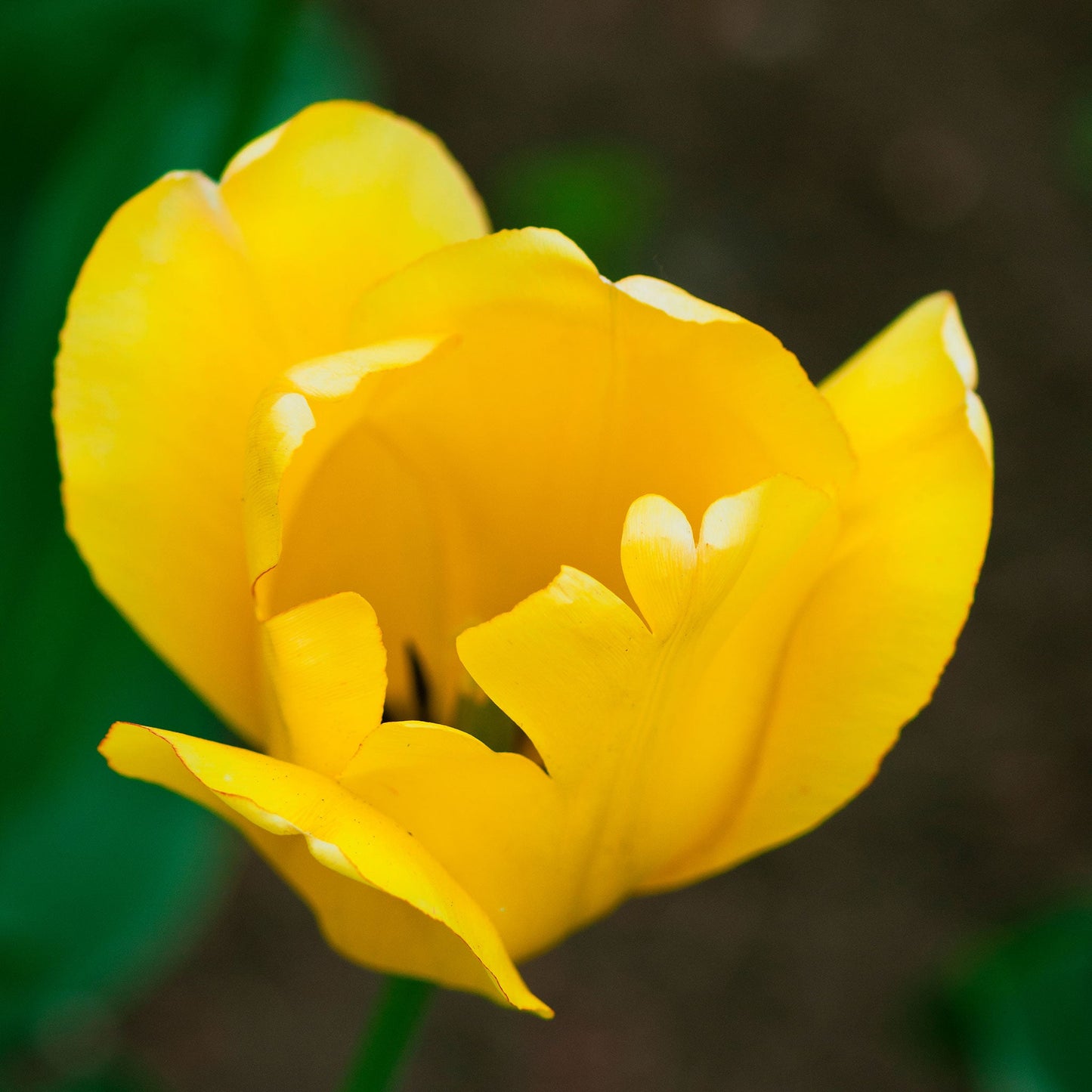 Golden Parade - Tulip Bulbs (Darwin Hybrid)
