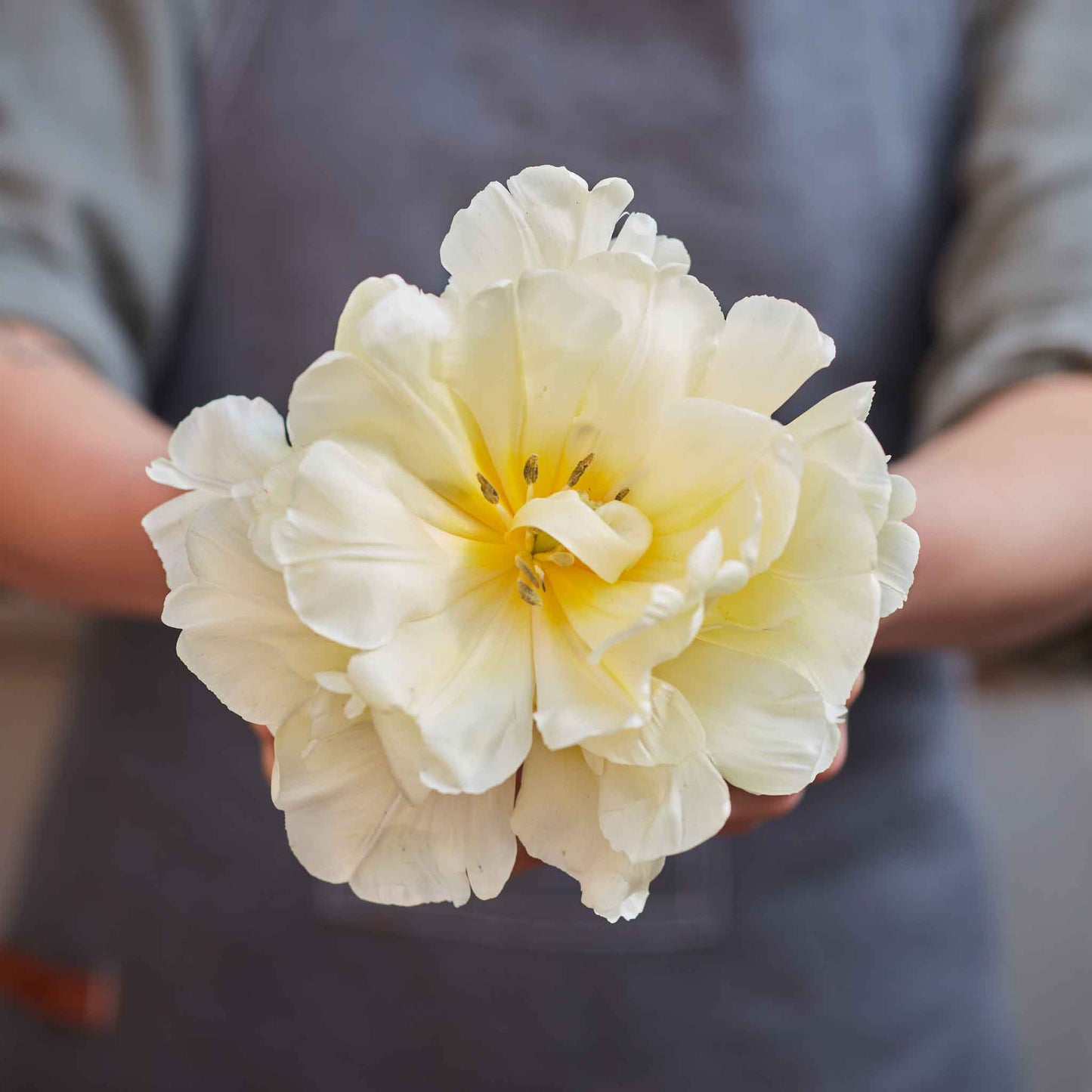 Golden Symphony Mix - Tulip Bulbs