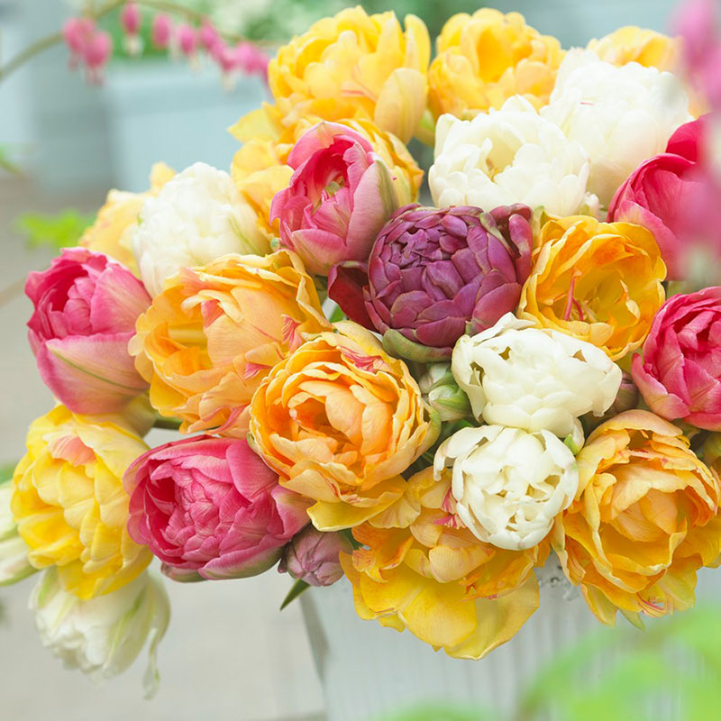 Goldfinch Mix - Tulip Bulbs