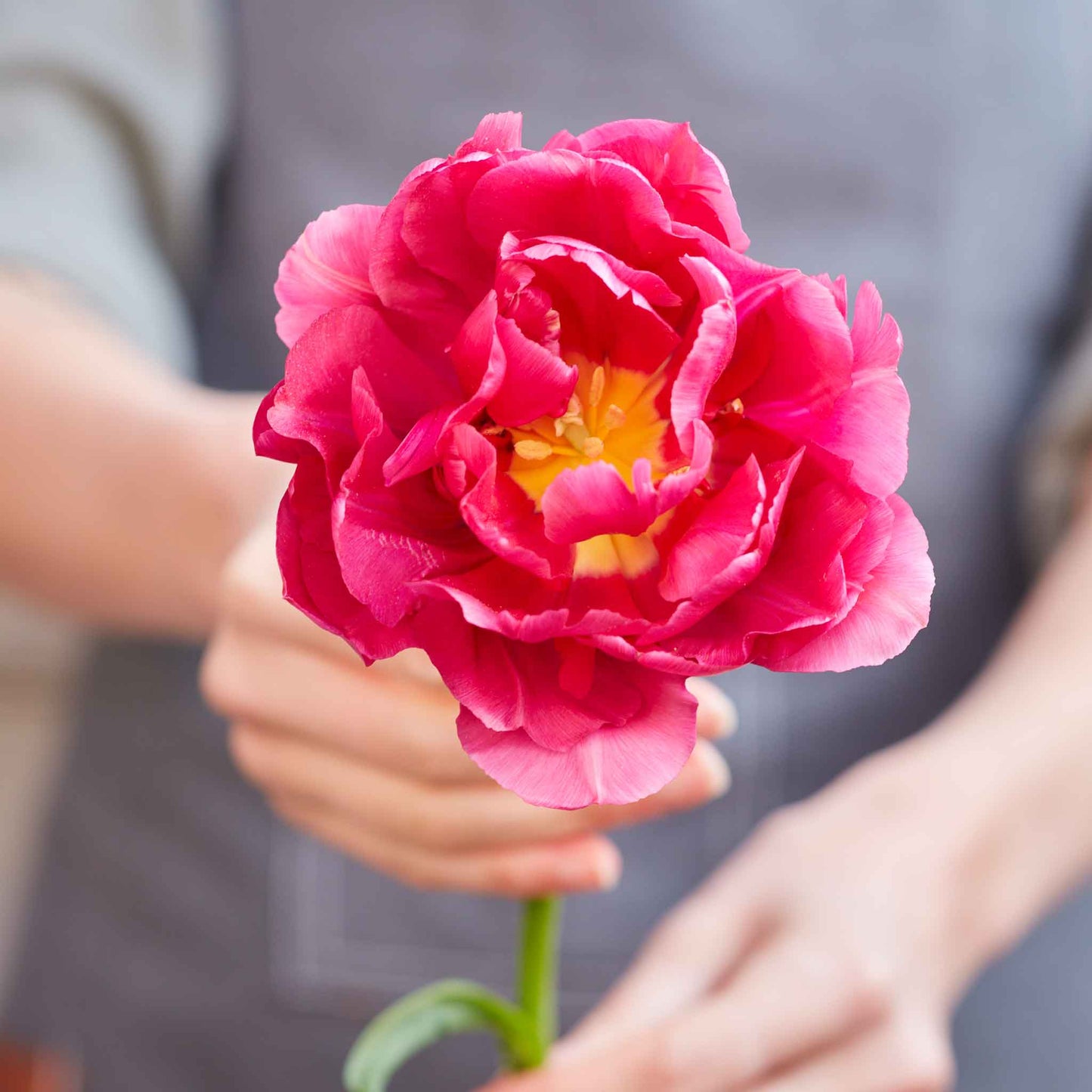 Hawaiian Sunset Mix - Tulip Bulbs