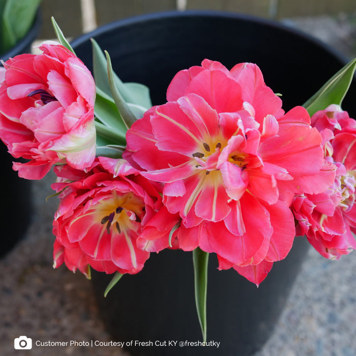 La Vie - Tulip Bulbs